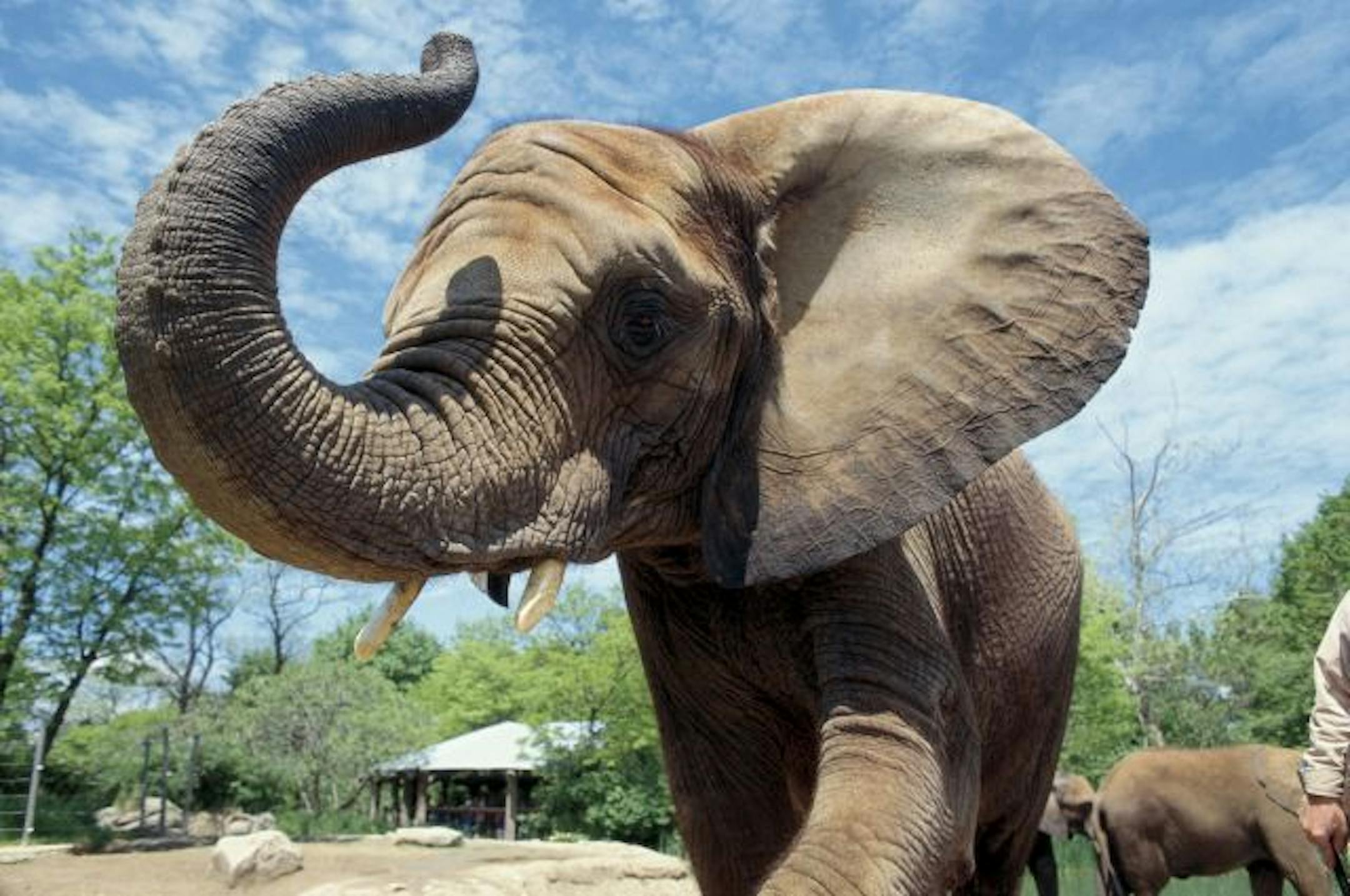 This 2004 photo provided by the Pittsburgh Zoo shows a female elephant on exhibit. conservation center focused on breeding African elephants.