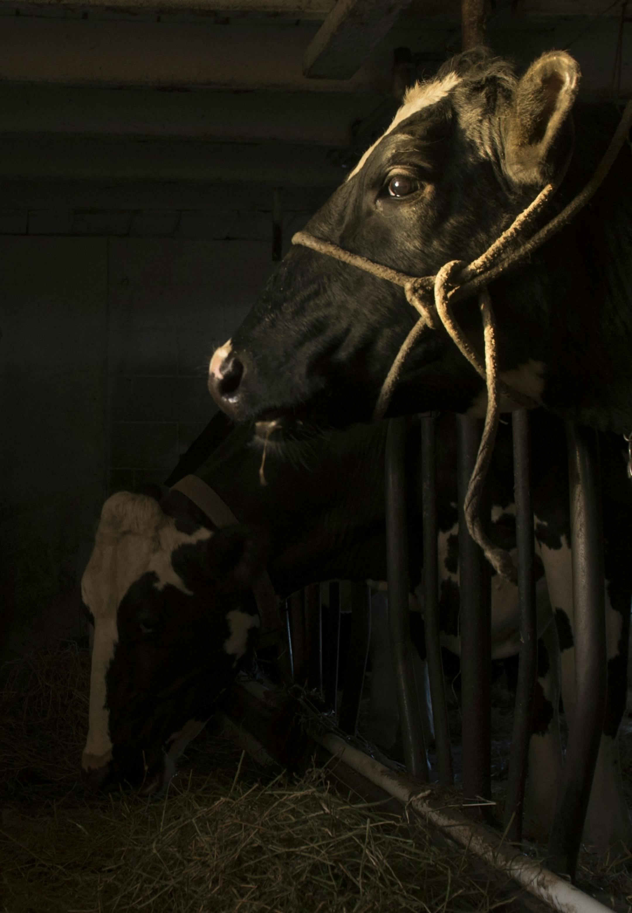 A cow waits to be milked.