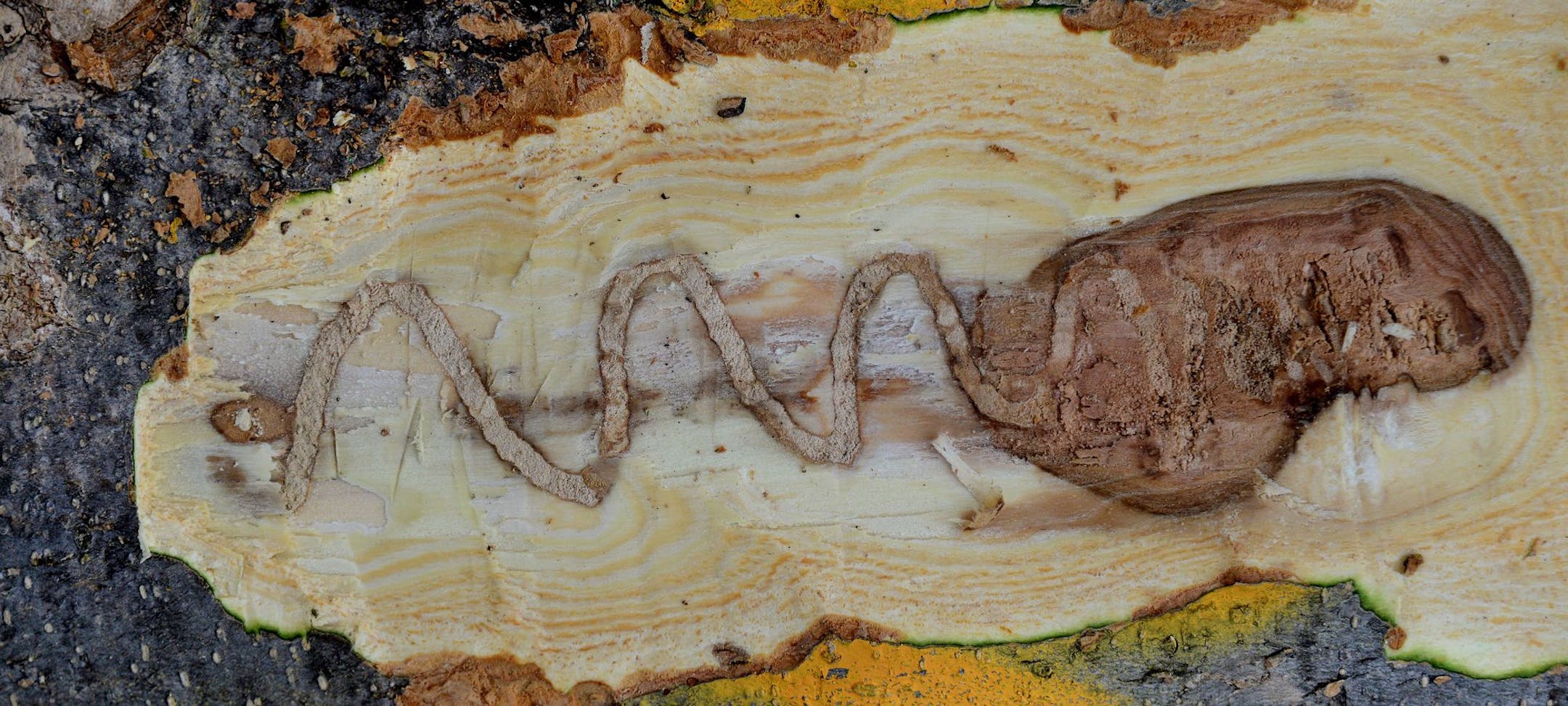 Emerald ash borers’ larvae tunnel underneath a tree’s bark.