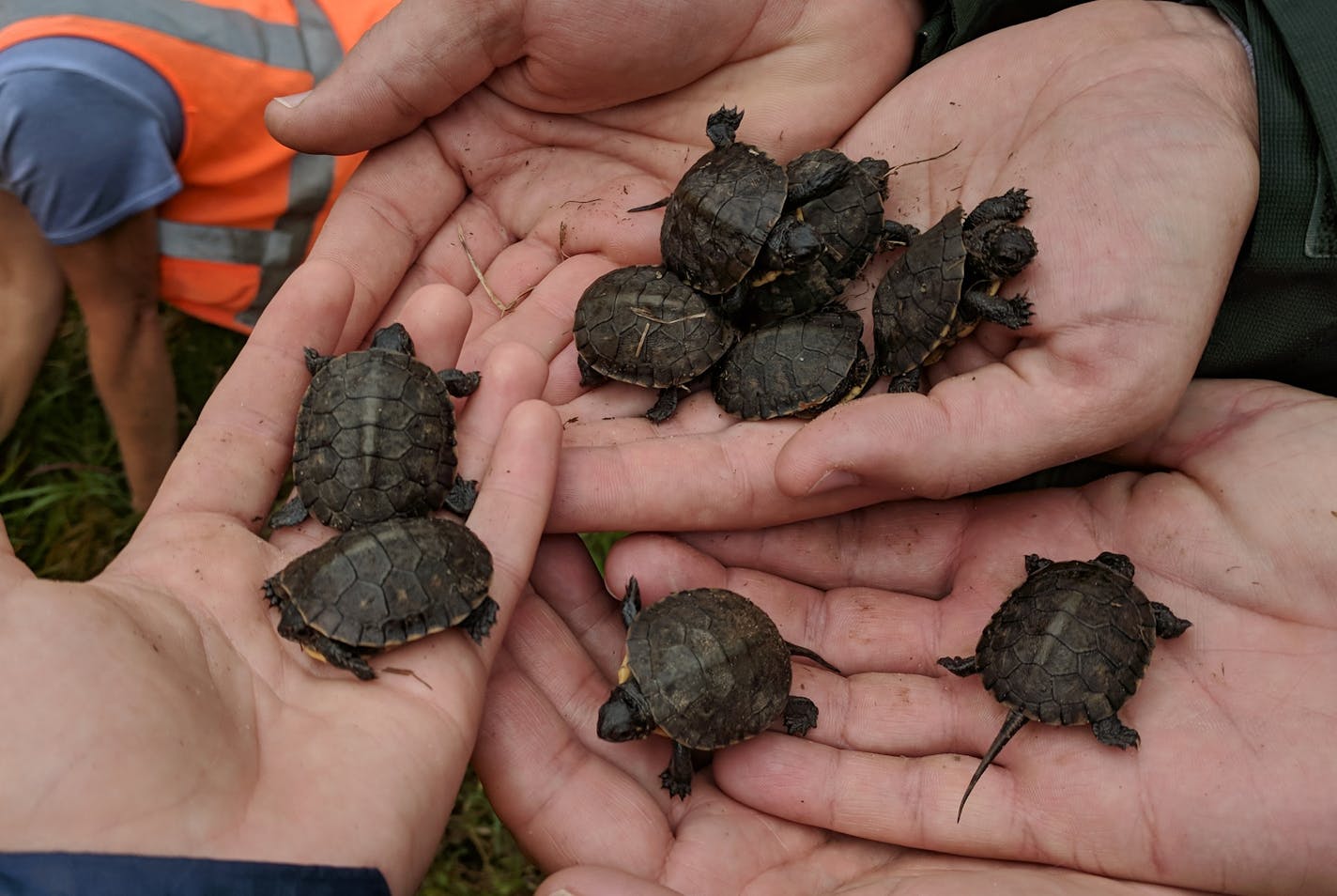 The baby Blanding's turtles were found by park officials Tuesday morning.