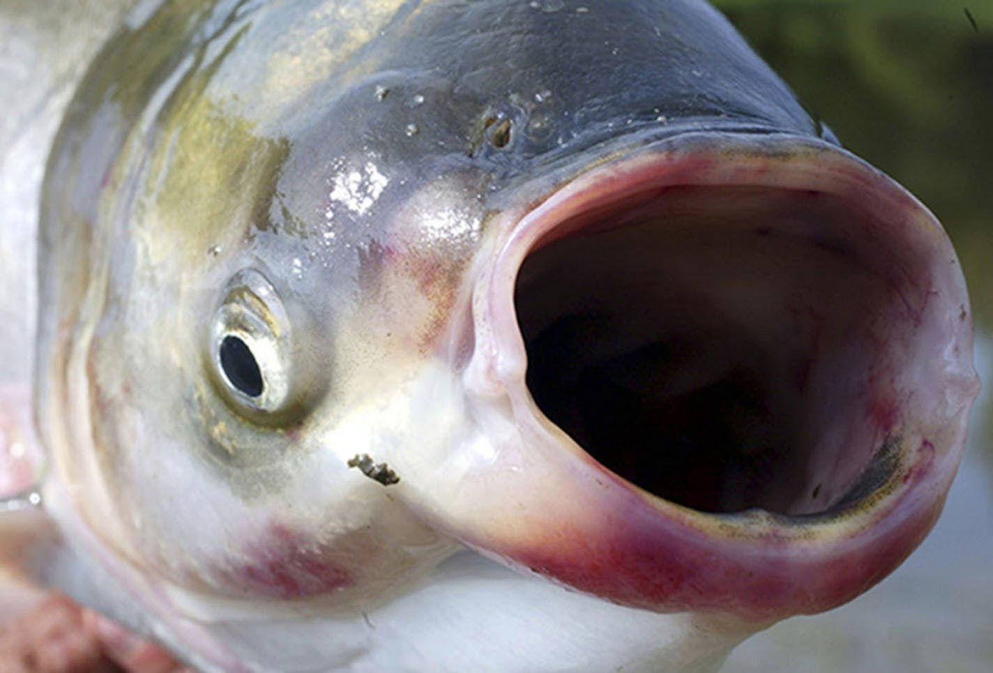 FILE - In this undated file photo, the invasive species silver carp, a variety of the Asian carp, is pictured by the Illinois River in central Illinois.