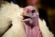The most common type of turkey raised and eaten in America is the broad-breasted white.