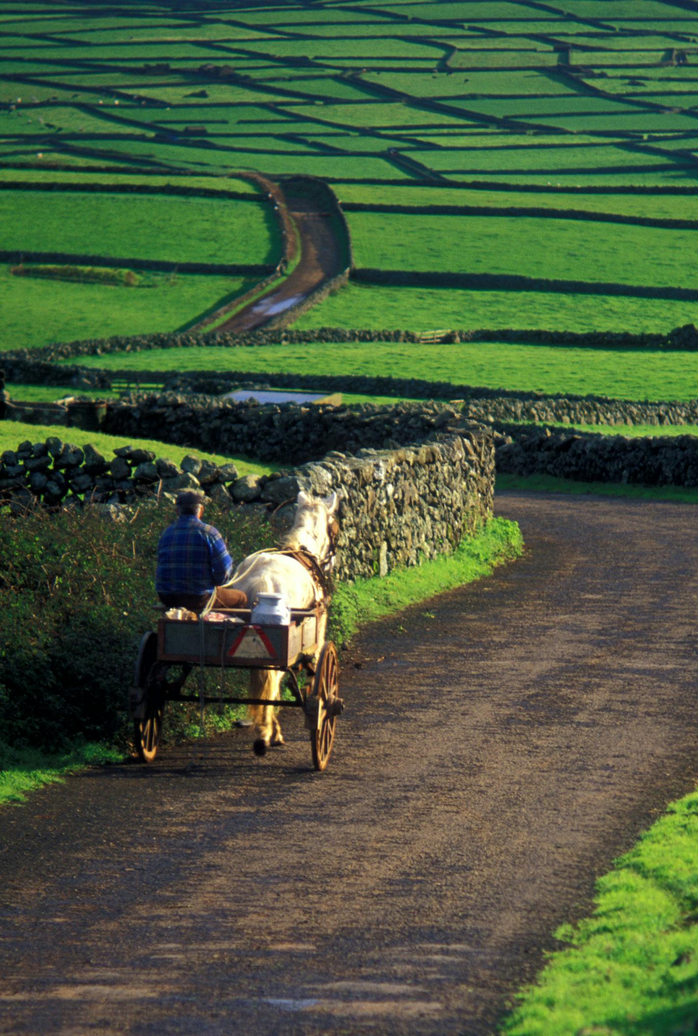 Irish farmer with donkey cart