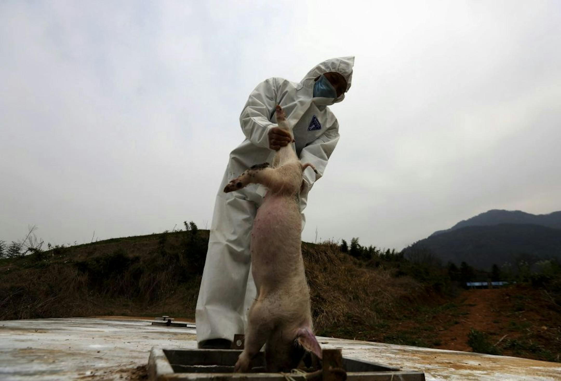 A health worker lowers dead pigs into a processing pit, where the carcasses will be fermented into organic fertilizers, at a hog farm in Zhuji city, in eastern China's Zhejiang province.