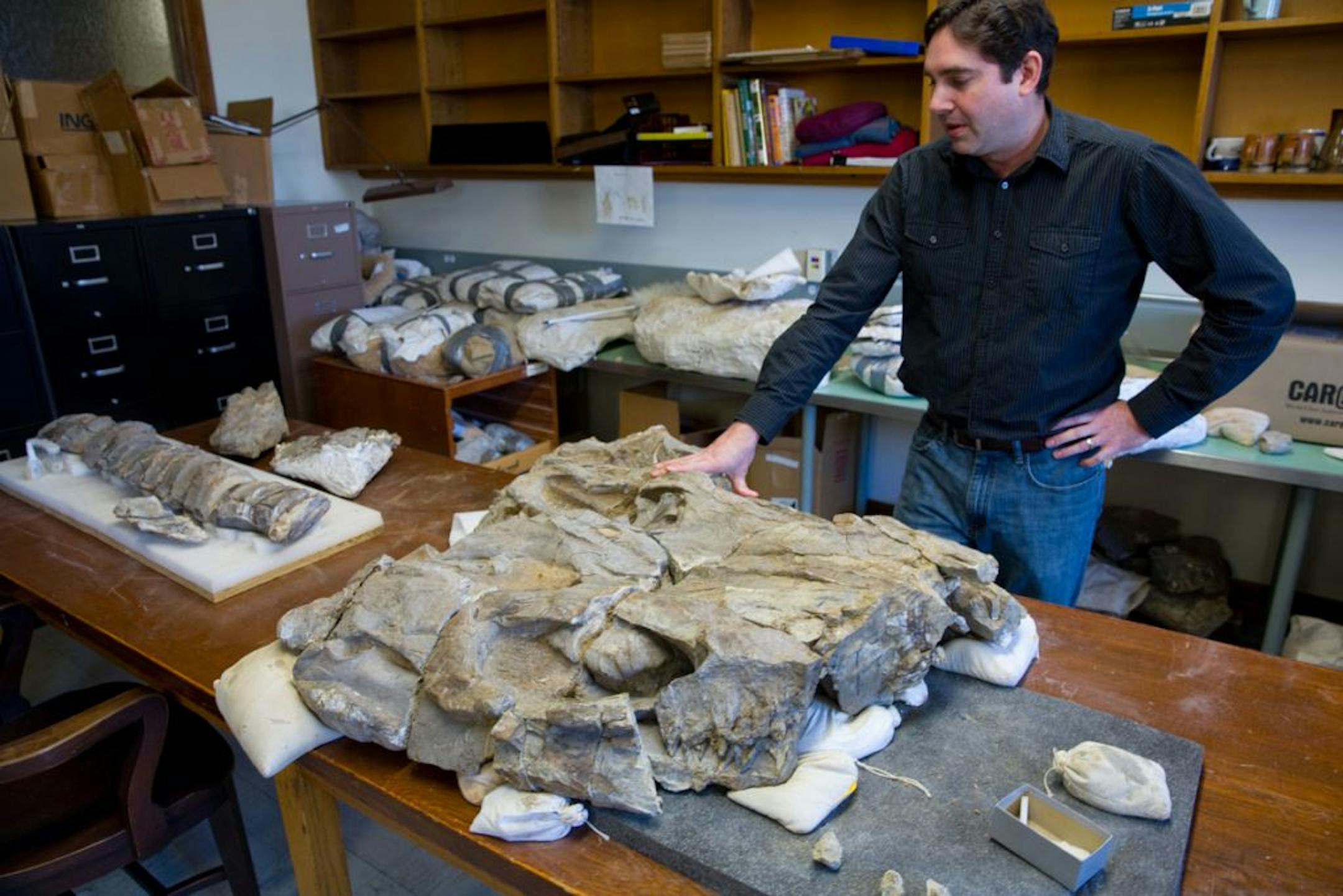 Field Museum scientist James Holstein rests his hand on a 244-million-year-old fossil in a research area of the museum, January 7, 2013, in Chicago, Illinois. He discovered the fossil, the Thalattoarchon Saurophagis, during an exploration of a remote mountain range in Central Nevada. The creature was a marine reptile that roamed the sea as a predator that lived at the same time as dinosaurs.