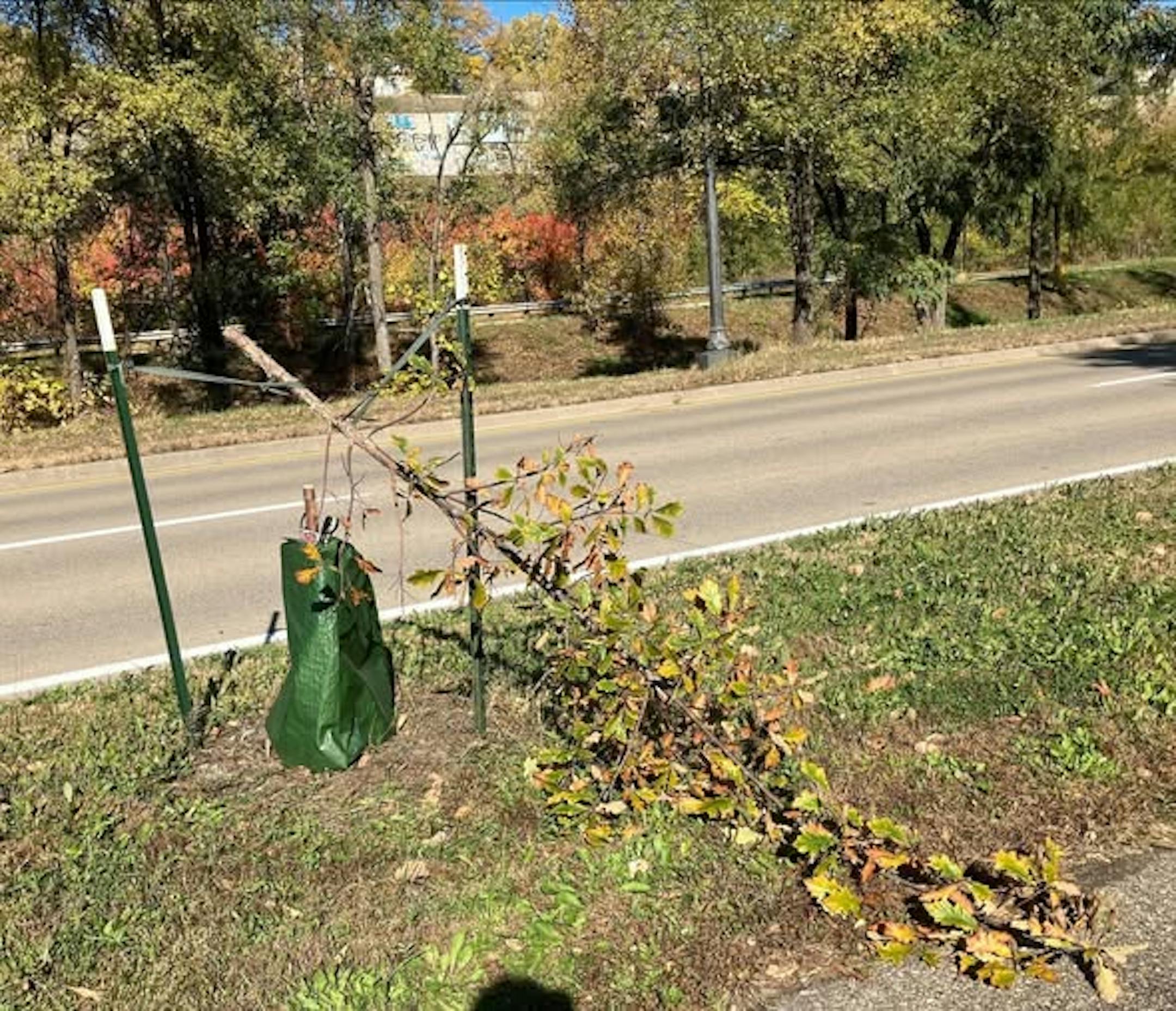 A tree was cut in half in a vandalism on Oct. 24.