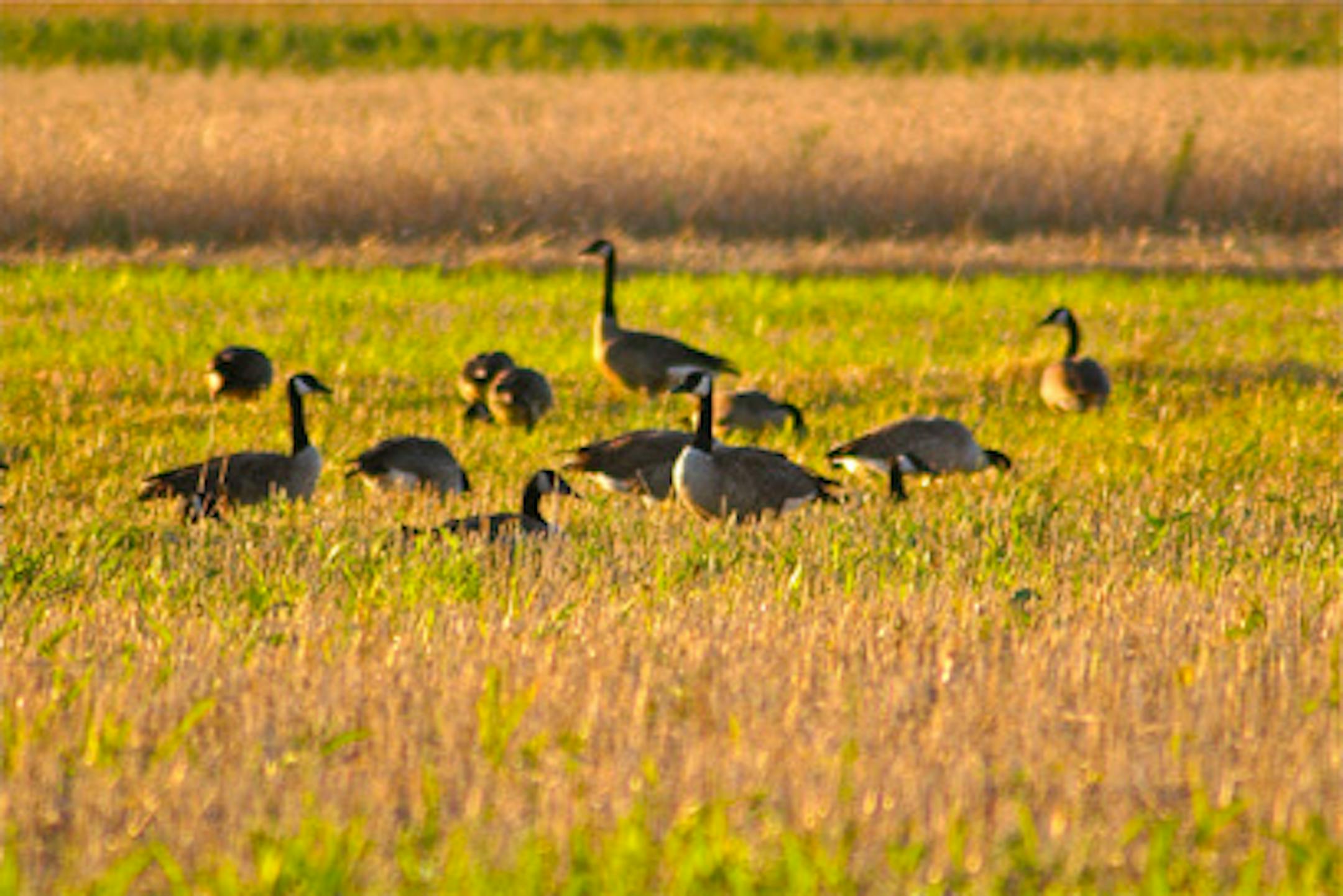 Study what the geese are doing while you scout so you can set your decoys up in a similar fashion