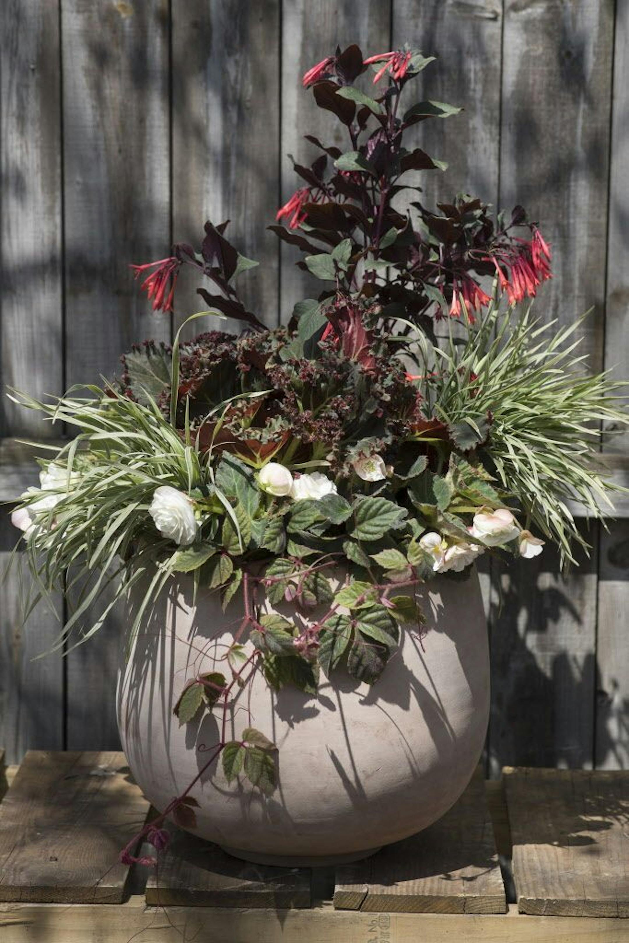 To give you fresh ideas for container gardens, we turned to Dean Engelmann, co-owner of Tangletown Gardens in South Minneapolis. For the recipe for BLUSHING QUEEN, see story.