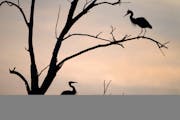 Every spring the Great Blue Herons return to their inner city rookery on two islands in the Mississippi River near Marshall Terrace Park.