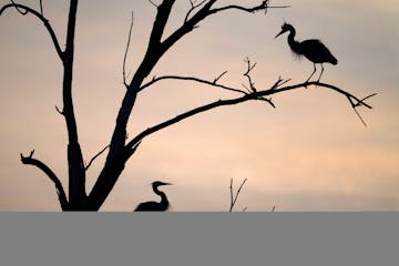 Every spring the Great Blue Herons return to their inner city rookery on two islands in the Mississippi River near Marshall Terrace Park.