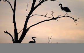 Every spring the Great Blue Herons return to their inner city rookery on two islands in the Mississippi River near Marshall Terrace Park.