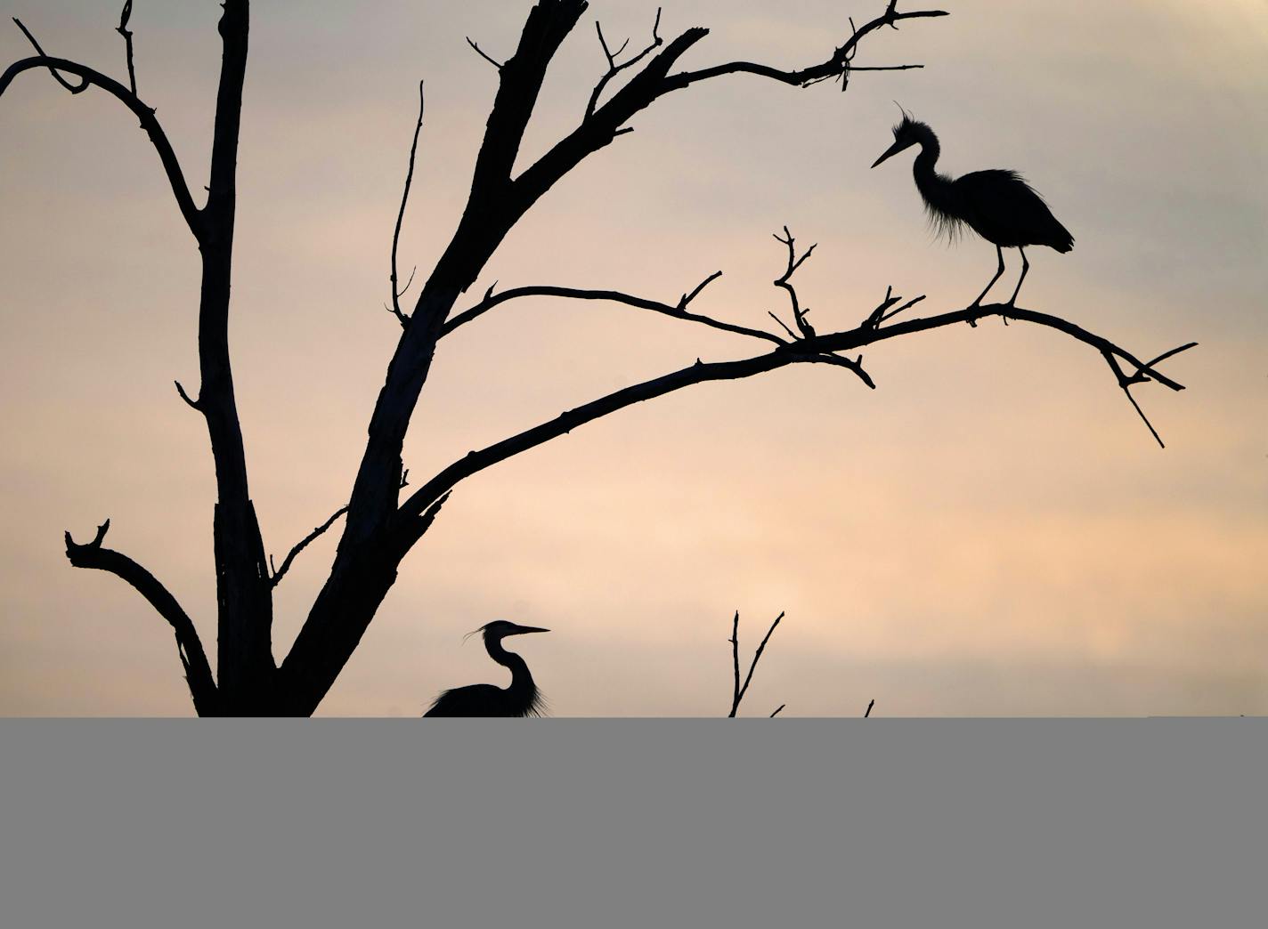 Every spring the Great Blue Herons return to their inner city rookery on two islands in the Mississippi River near Marshall Terrace Park.