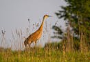 ONE TIME USE. Sherburne National Wildlife Refuge, sandhill crane, for Outdoors Weekend