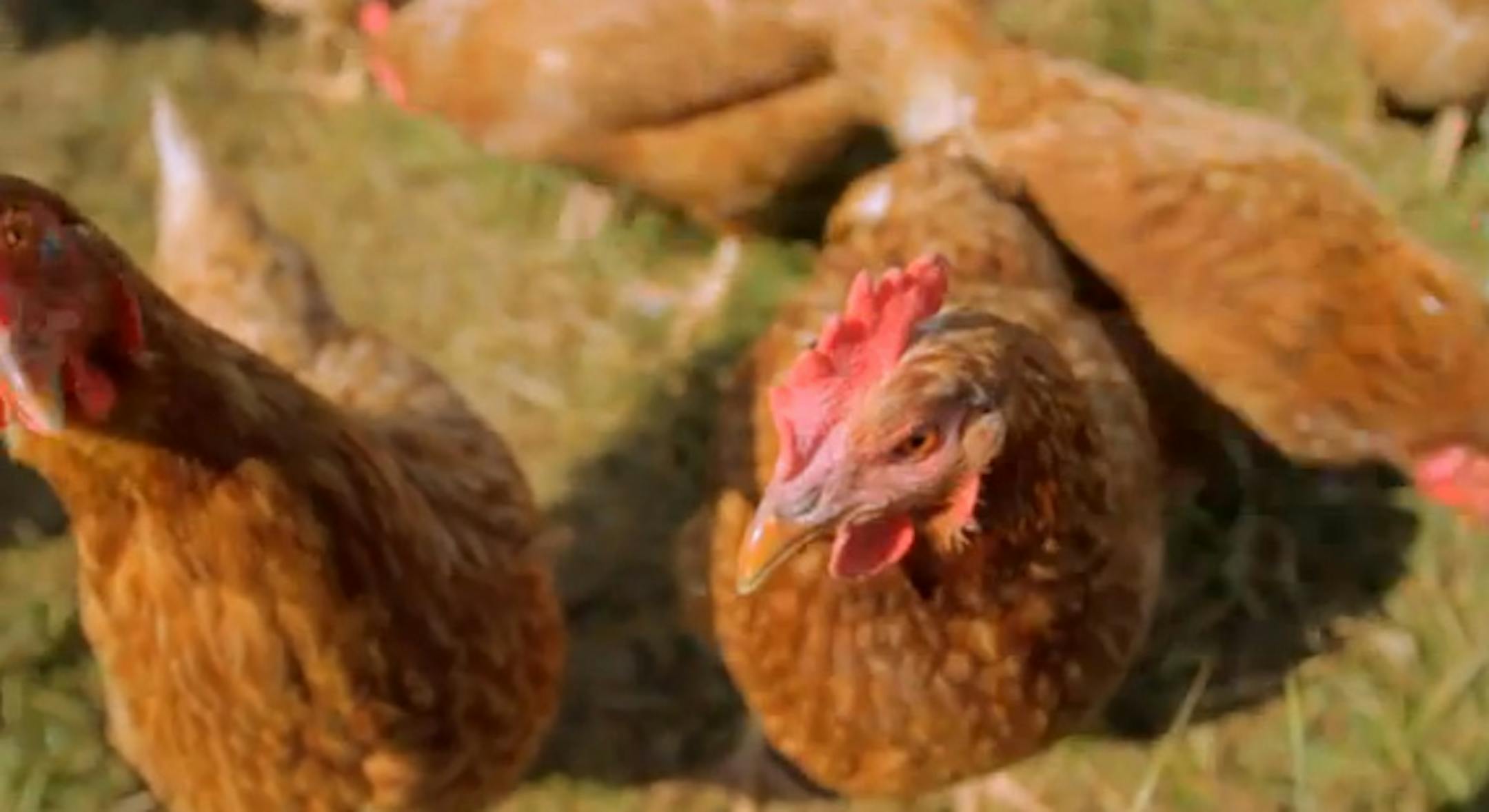 Screen grab from Locally Laid Egg company video promoting the company's pasture-raised eggs from hens who forage and exercise on green fields. The company is one of four finalists in a competition from Intuit to win a 30 second commercial during the Super Bowl. Two of the companies videos are available on YOUTUBE. Credit: Locally Laid Egg Company. http://www.locallylaid.com/whats-pasture-raised-anyway/