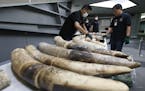 Thai customs officials display seized ivory during a press conference in Bangkok, Thailand, Friday, Jan. 12, 2018. Thai authorities seized 148 kilogra