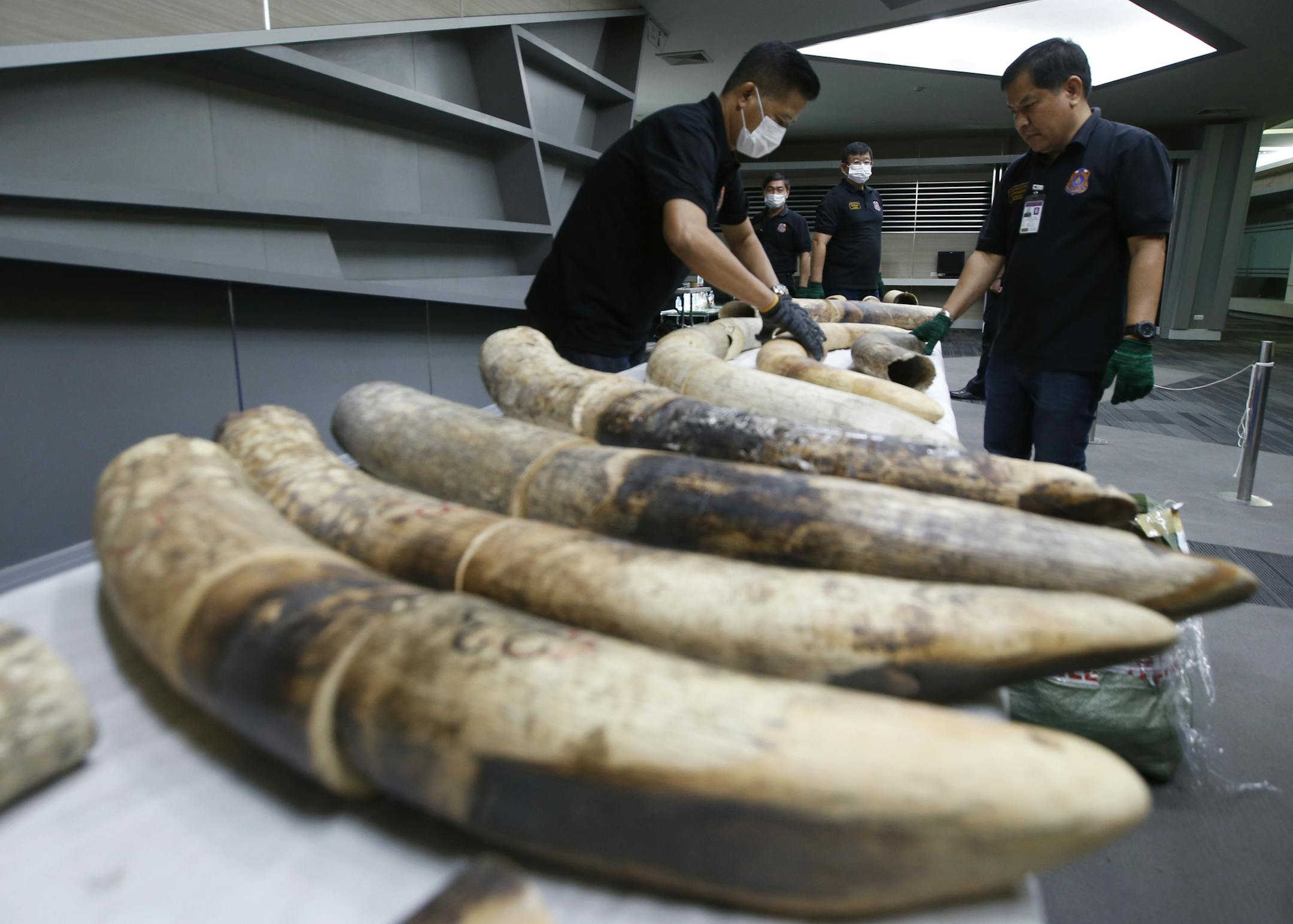 Thai customs officials display seized ivory during a press conference in Bangkok, Thailand, Friday, Jan. 12, 2018. Thai authorities seized 148 kilograms full elephant tusk and 31 tusk fragments originating from Nigeria destined for China worth over 15 million baht ($469,800). (AP Photo/Sakchai Lalit)