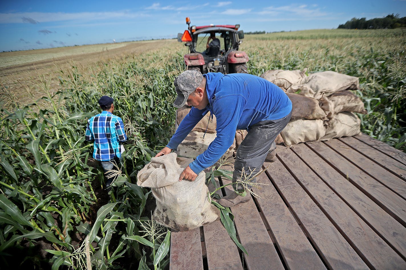 The number of farms in Minnesota, like the rest of the nation, continues to decline. (ELIZABETH FLORES/STAR TRIBUNE FILE PHOTO)