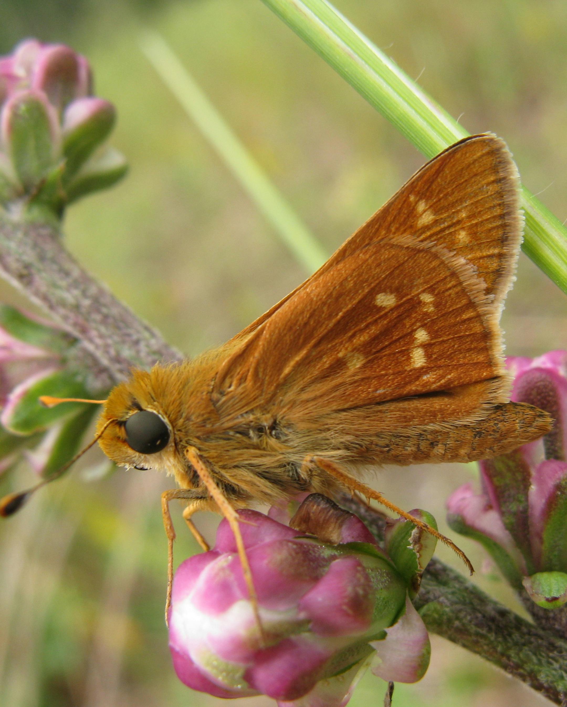 Photo provided by Minnesota DNR. Leonard's Skipper (Hesperia leonardus) butterfly on a blazing star flower.