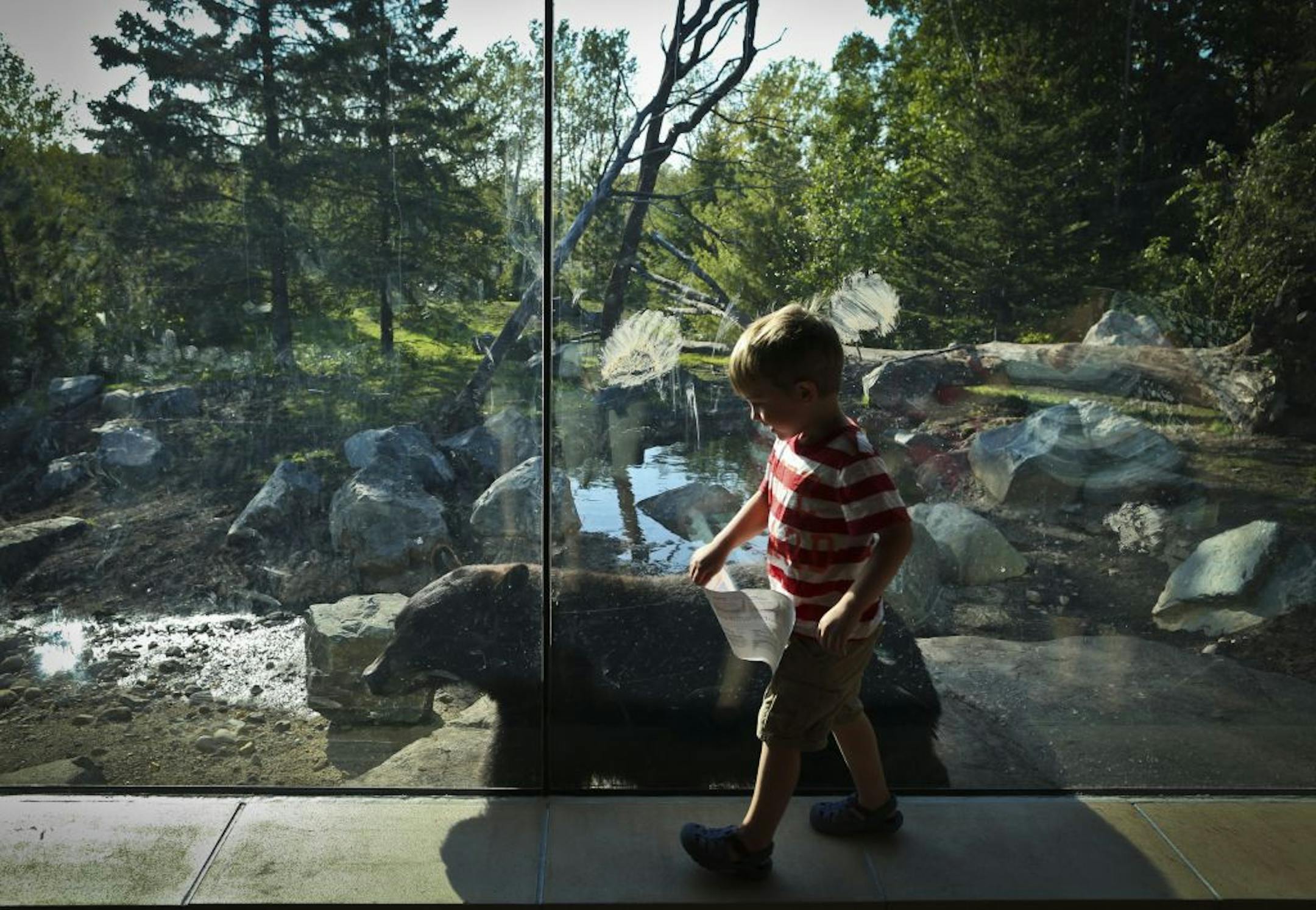 Teddy Hanson, 4, followed a black bear along the window as it paced during a member's preview of the new black bear exhibit on the Minnesota Trail at the Minnesota Zoo in Apple Valley, Minn., on Tuesday, September 11, 2012.