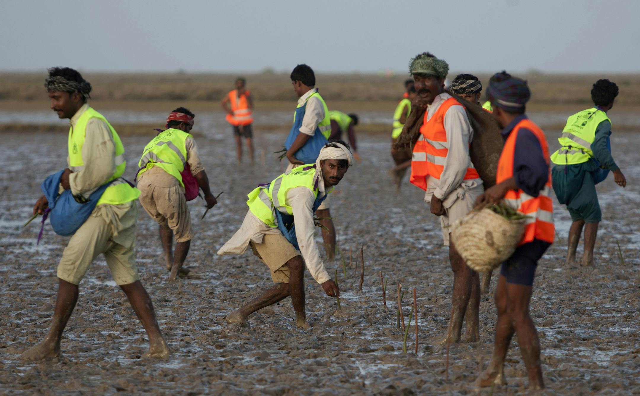 Volunteers plant mangrove trees, in an attempt to meet the target of planting 750,000 saplings in one day near the Arabian sea in Kharo Chhaan 225 kilometers (139 miles) south of Karachi, Pakistan, Saturday, June 22, 2013. Some 300 volunteers attempt to form a Guinness World Record for planting the most number of mangroves in a single day. The event organized by the Coastal Development Authority with collaboration of Sindh forest department and Asian Development Bank, local media reported. (AP P