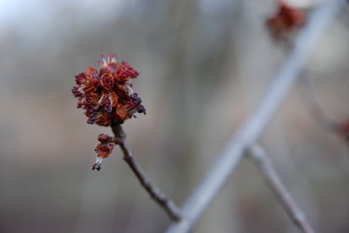 Acer saccharinum silver maple