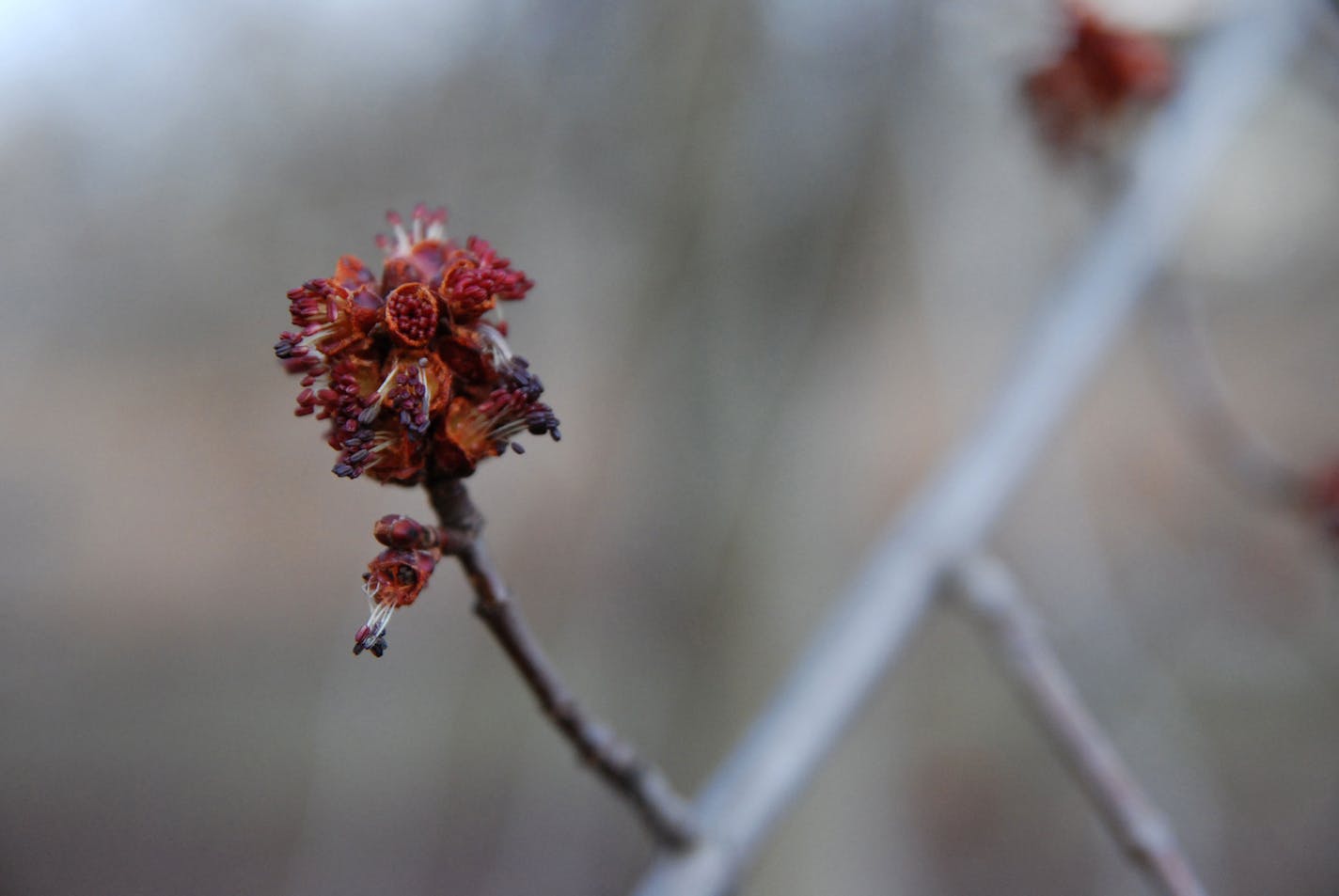 Acer saccharinum silver maple