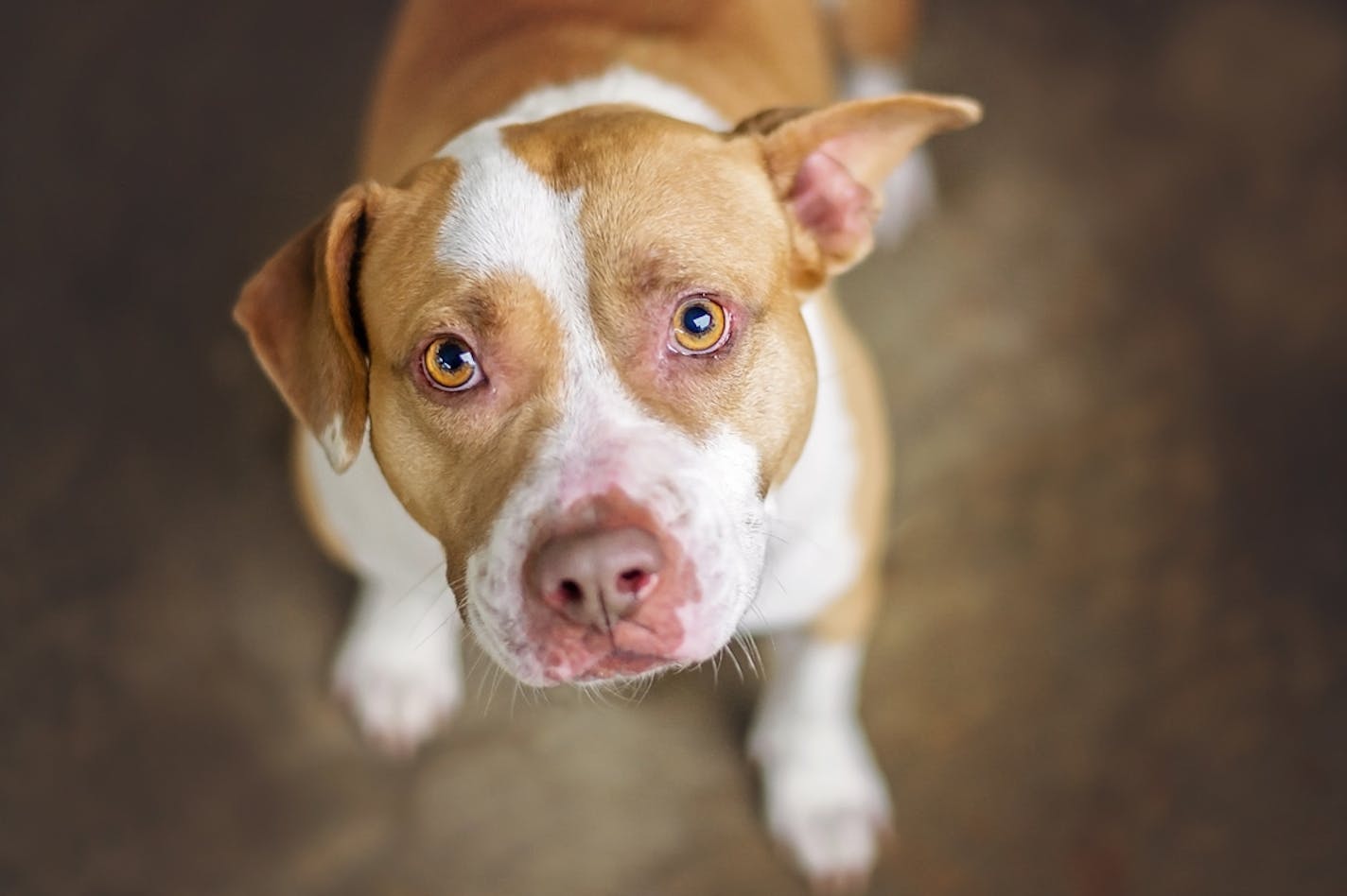 Tan and white pit bull dog in shelter.