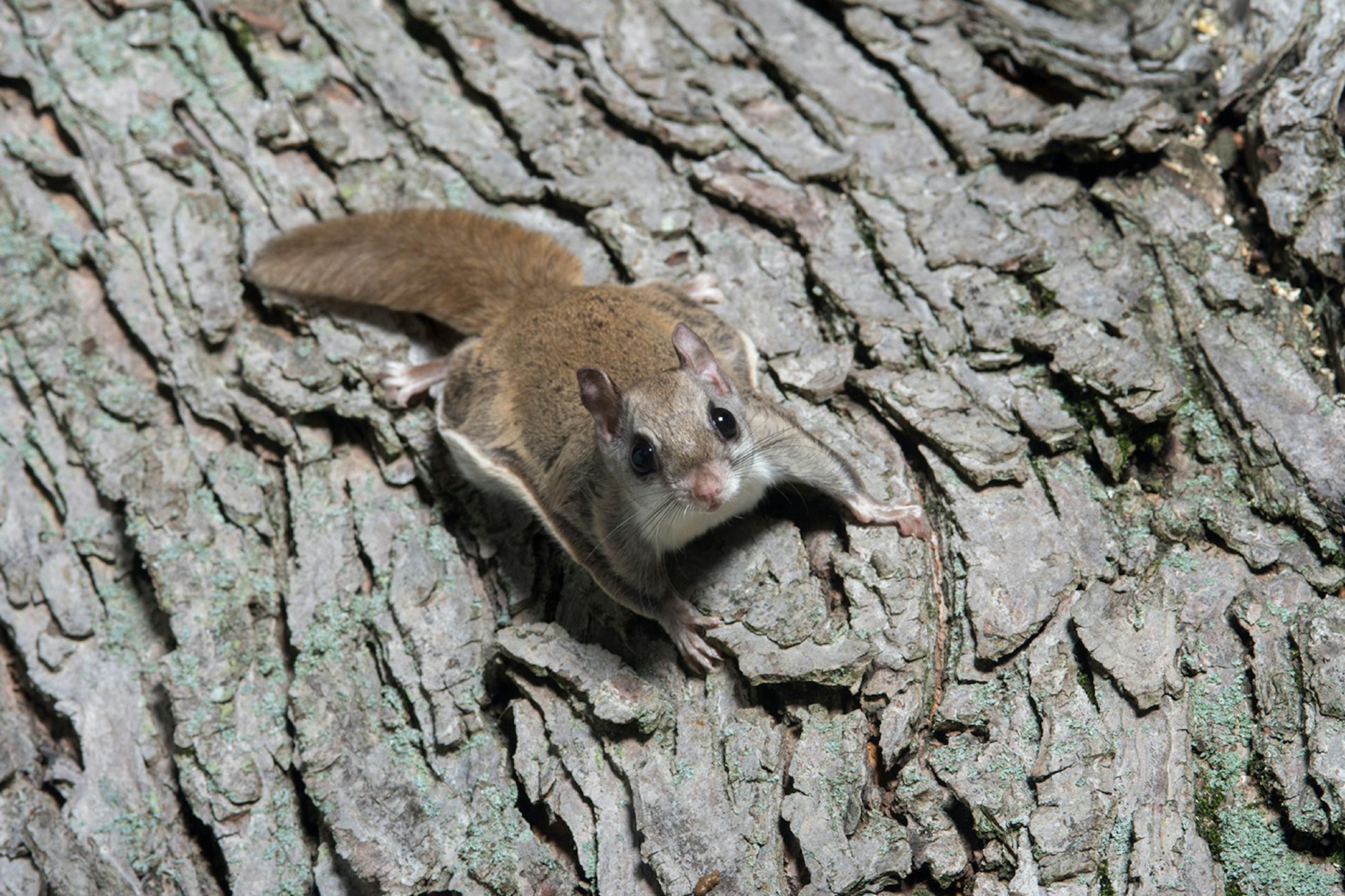 A flying squirrel clings to the side of a tree near a corn feeder on a summer night in eastern Illinois