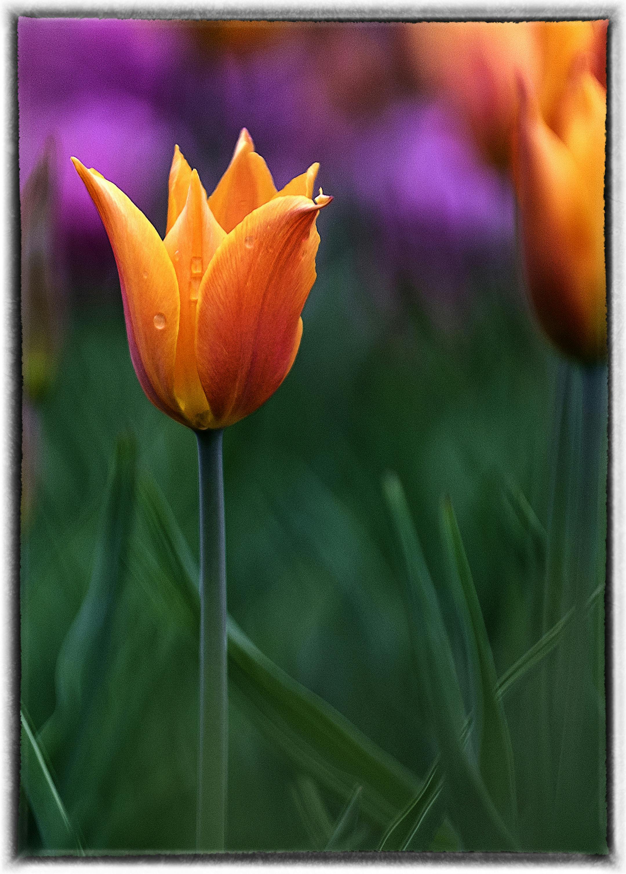 From the Arboretum's Photographer's Society Show. Credit Ken Evans