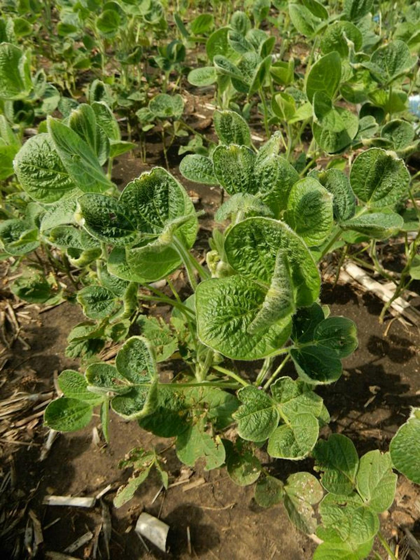 These are soybean plants that show the cupping effect after being exposed to dicamba.