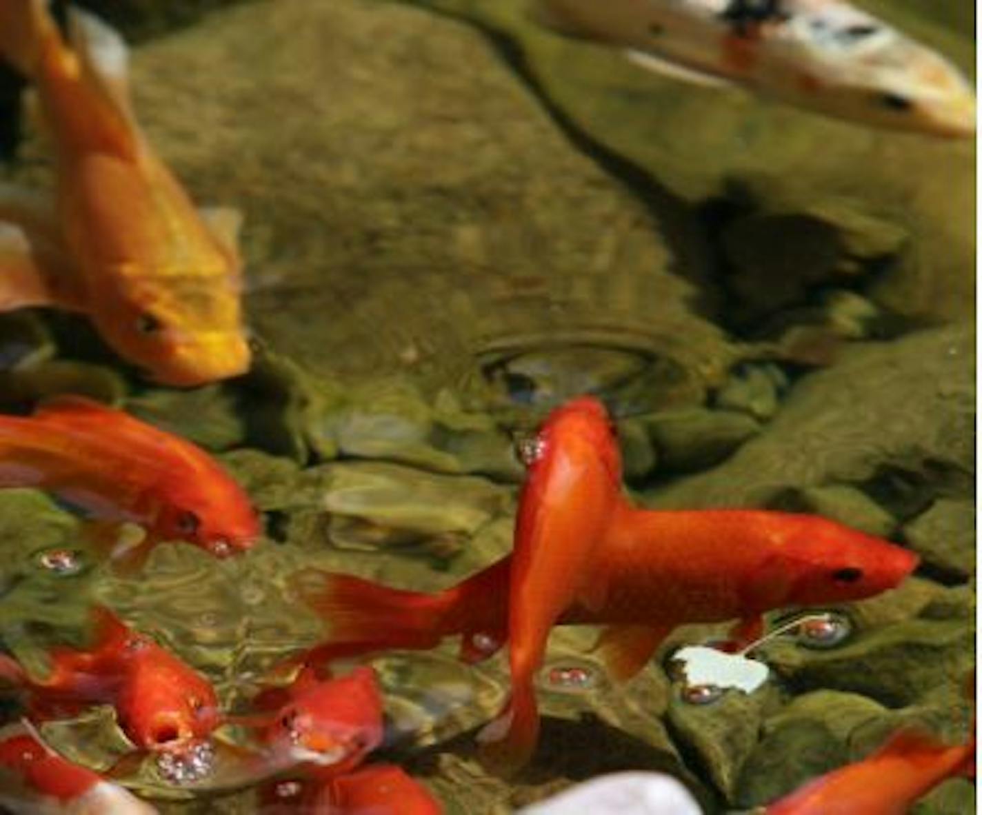 Koi are a favorite of residents with backyard ponds.