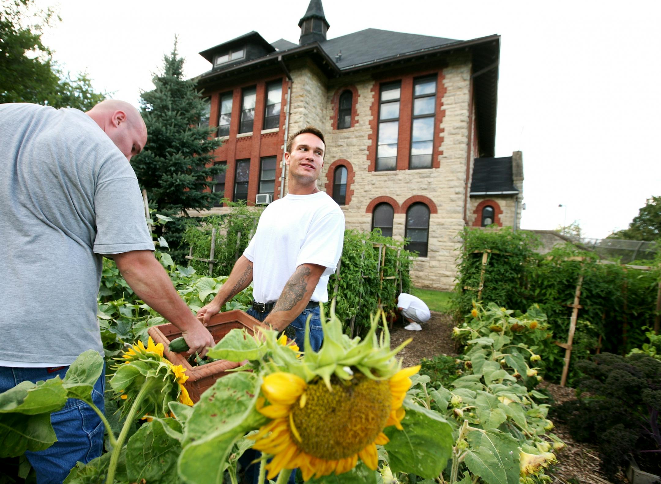 Left to right, inmates Justin Swanson, Nick Kennedy and Hlee Vang harvest vegetables in the garden at the Minnesota Correctional Facility in Red Wing August 20, 2012.