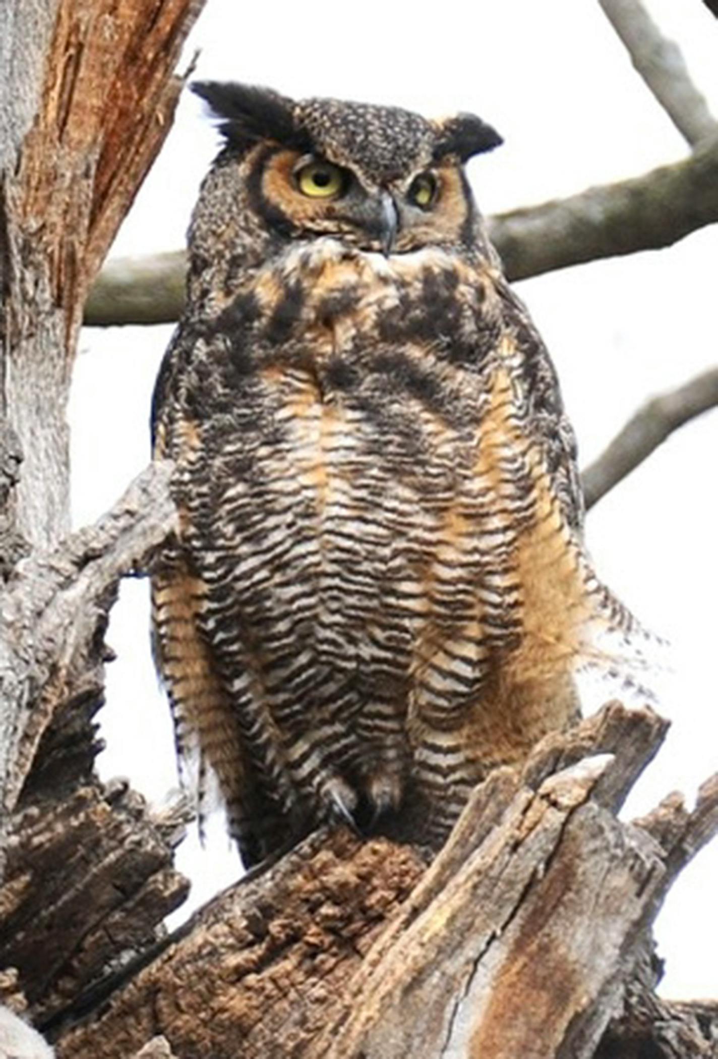 Great horned owl [Photo by Jim Williams]