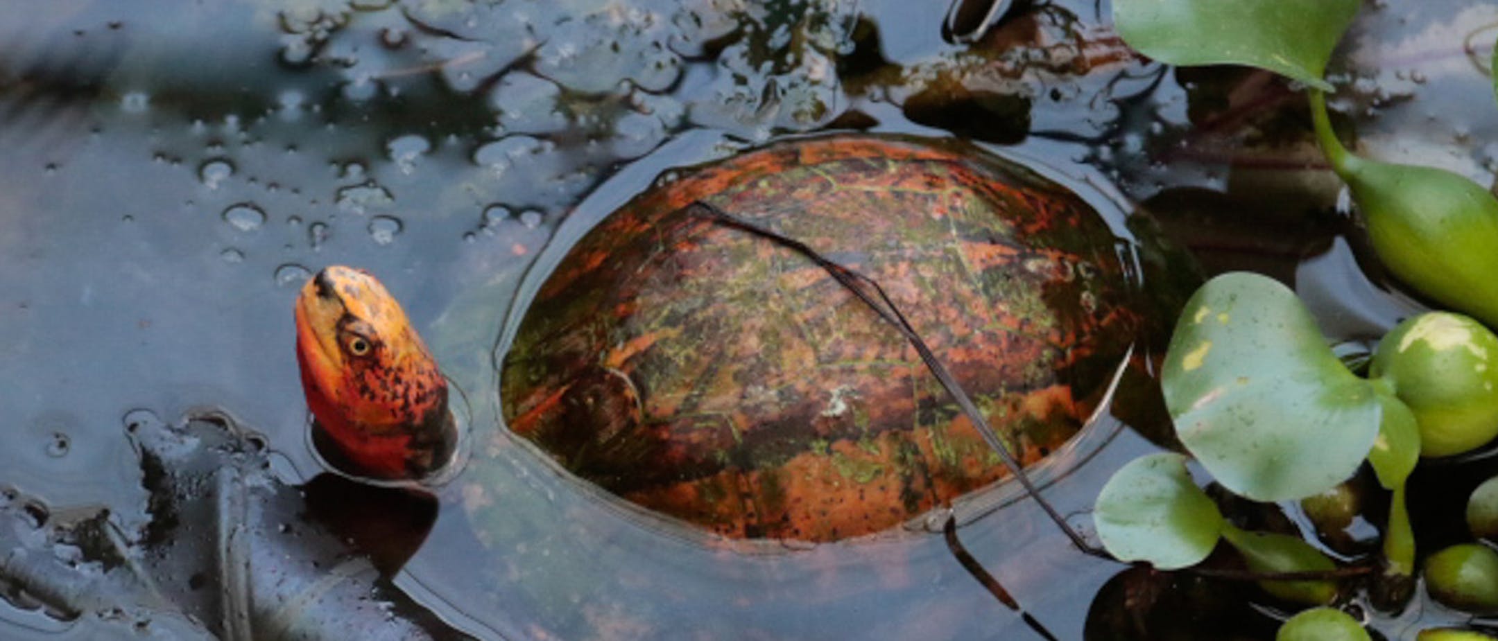 An Asian Box Turtle peers from its enclosure at the Turtle Survival Center on June 14, 2018. The South Carolina preserve protects some of the world's most endangered turtles. (Tracy Glantz/The State/TNS) ORG XMIT: 1311315