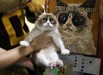 Grumpy Cat in front of his art at the Minnesota State FairWednesday Aug 28 ,2013 in Falcon Heights , MN.