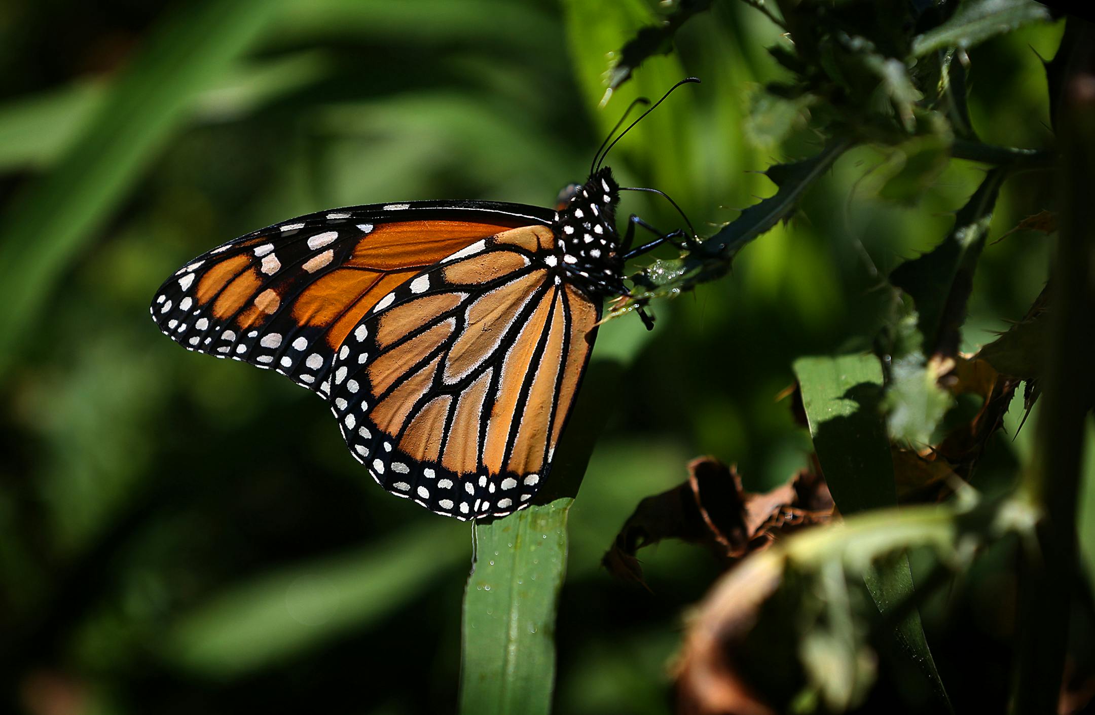 A monarch butterfly was brightly illuminated by the sun as it clung to a plant at Sunfish Lake Park in the city of Ramsey.