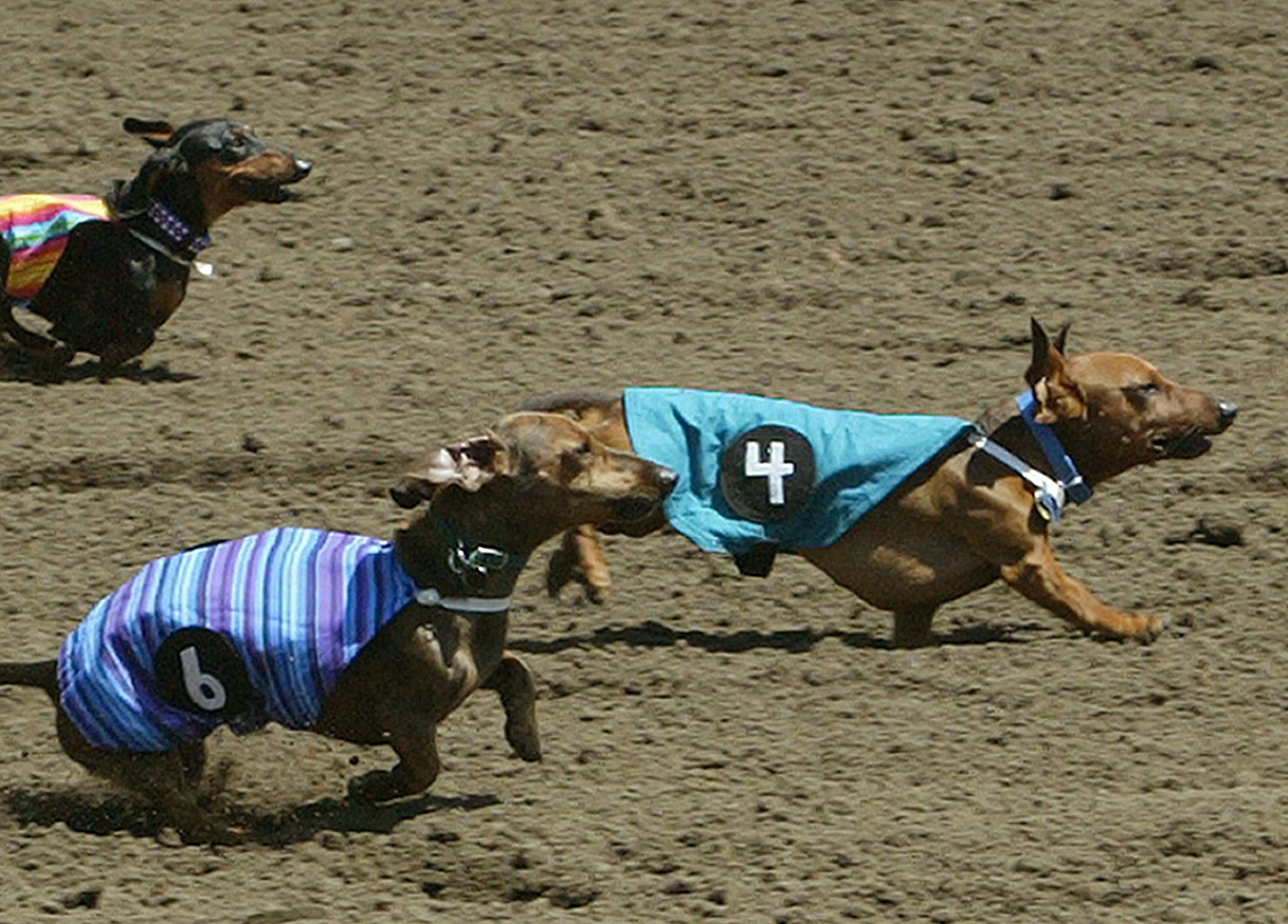 Weinerdog races