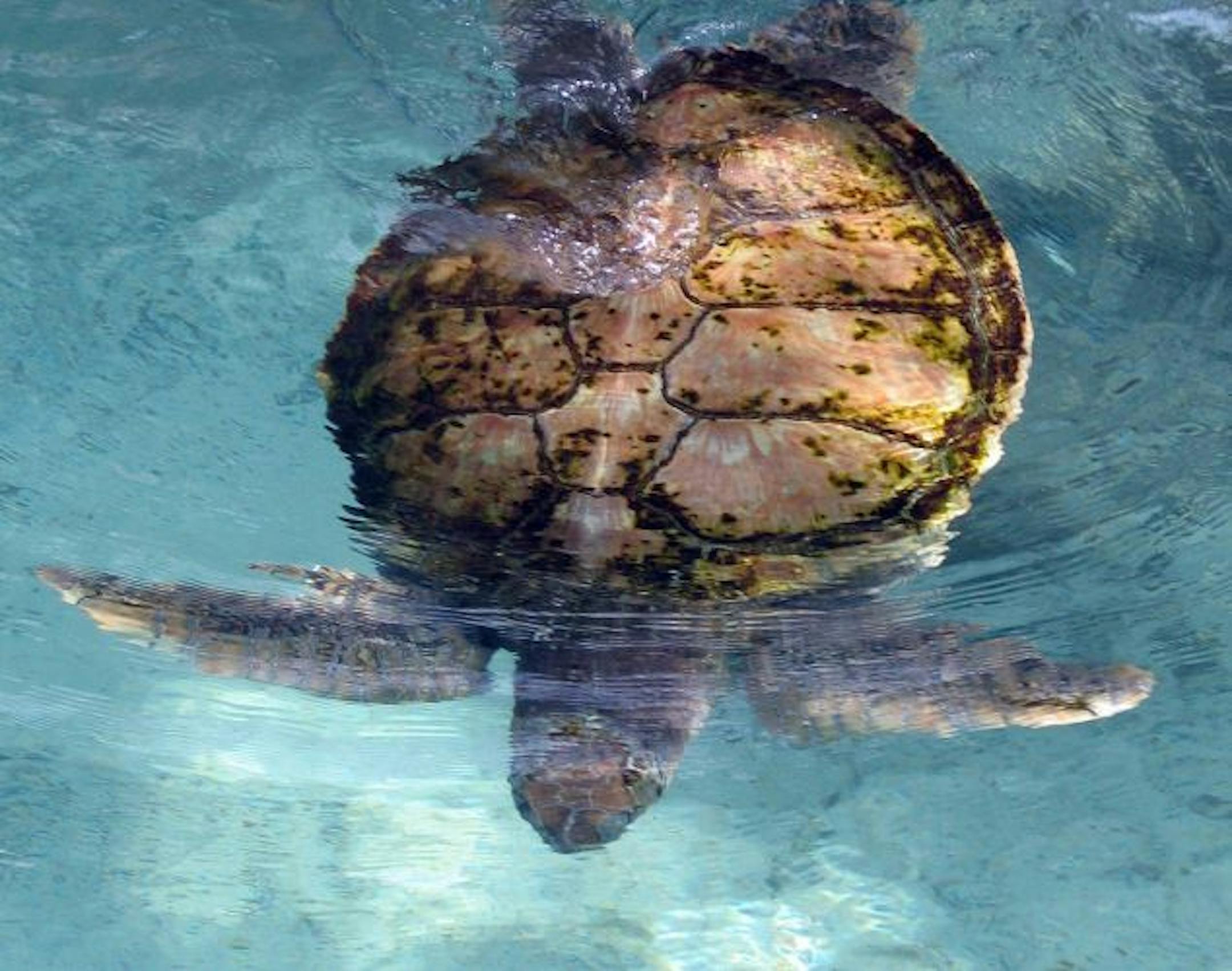 Coral World, St. Thomas raises rescued turtles, like this 18-year-old sea turtle and releases them back into the wild. This one is a captive.