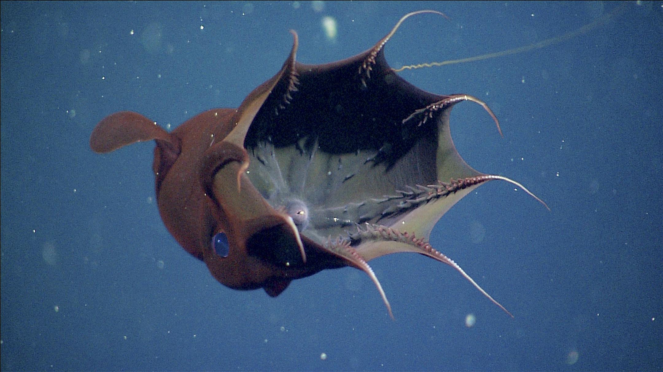 In an undated handout photo, a Vampyroteuthis infernalis, or vampire squid with its retractile feeding filament extended. Marine biologists at the Monterey Bay Aquarium Research Institute in California have discovered that unlike most other cephalopods, the vampire squid feeds on organic debris and not on live prey. (Monterey Bay Aquarium Research Institute via The New York Times) -- NO SALES; FOR EDITORIAL USE ONLY WITH STORY SLUGGED SCI WATCH BY WILLIAM J.BROAD. ALL OTHER USE PROHIBITED. --