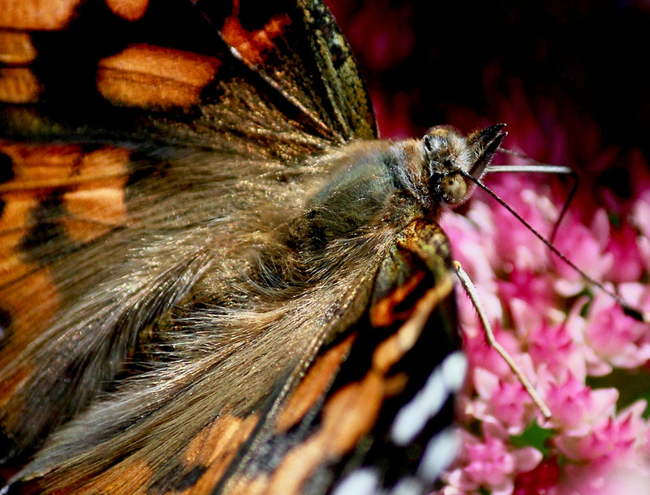 Sarah Lilja, Maplewood, took this shot of a painted lady on Autumn Joy sedum in my yard on September 20. The butterfly's ìfurî and ìbeakî are wonderful details not typically visible on these fluttering creatures.[focus110517