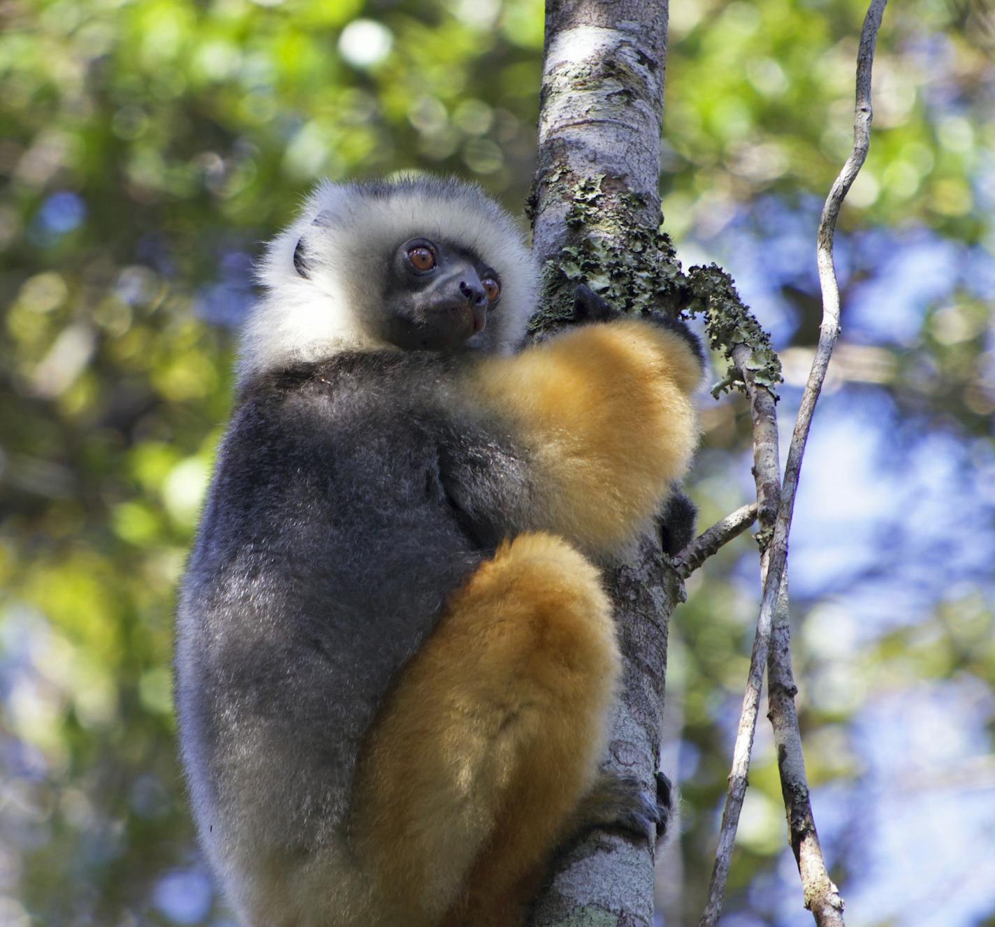 A diadem sifaka, a type of lemur, in northern Madagascar. Climate change is shifting the habitats of endangered species and requiring conservation scientists to rethink their strategies.