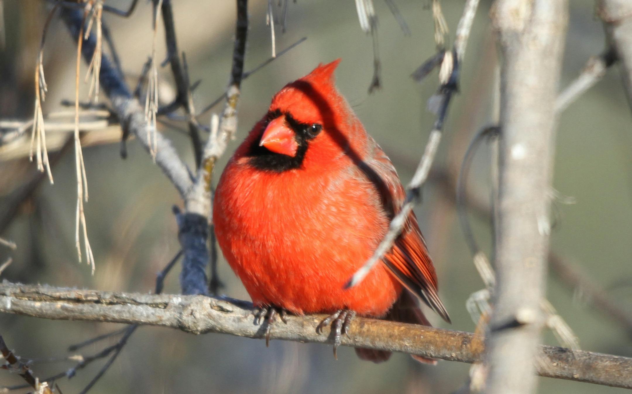 Photos by Don Severson 1. Puff up feathers-check; crouch over legs and feet-check. A male cardinal uses several tactics to beat the cold.