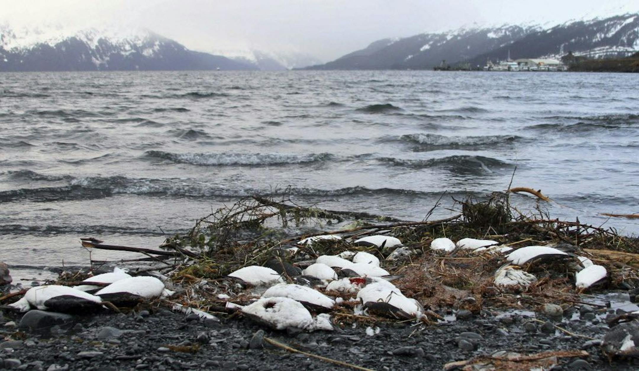FILE - In this Jan. 7, 2016 file photo, dead common murres lie washed up on a rocky beach in Whittier, Alaska. A year after tens of thousands of common murres, an abundant North Pacific seabird, starved and washed ashore on beaches from California to Alaska, researchers have pinned the cause to unusually warm ocean temperatures that affected the tiny fish they eat.