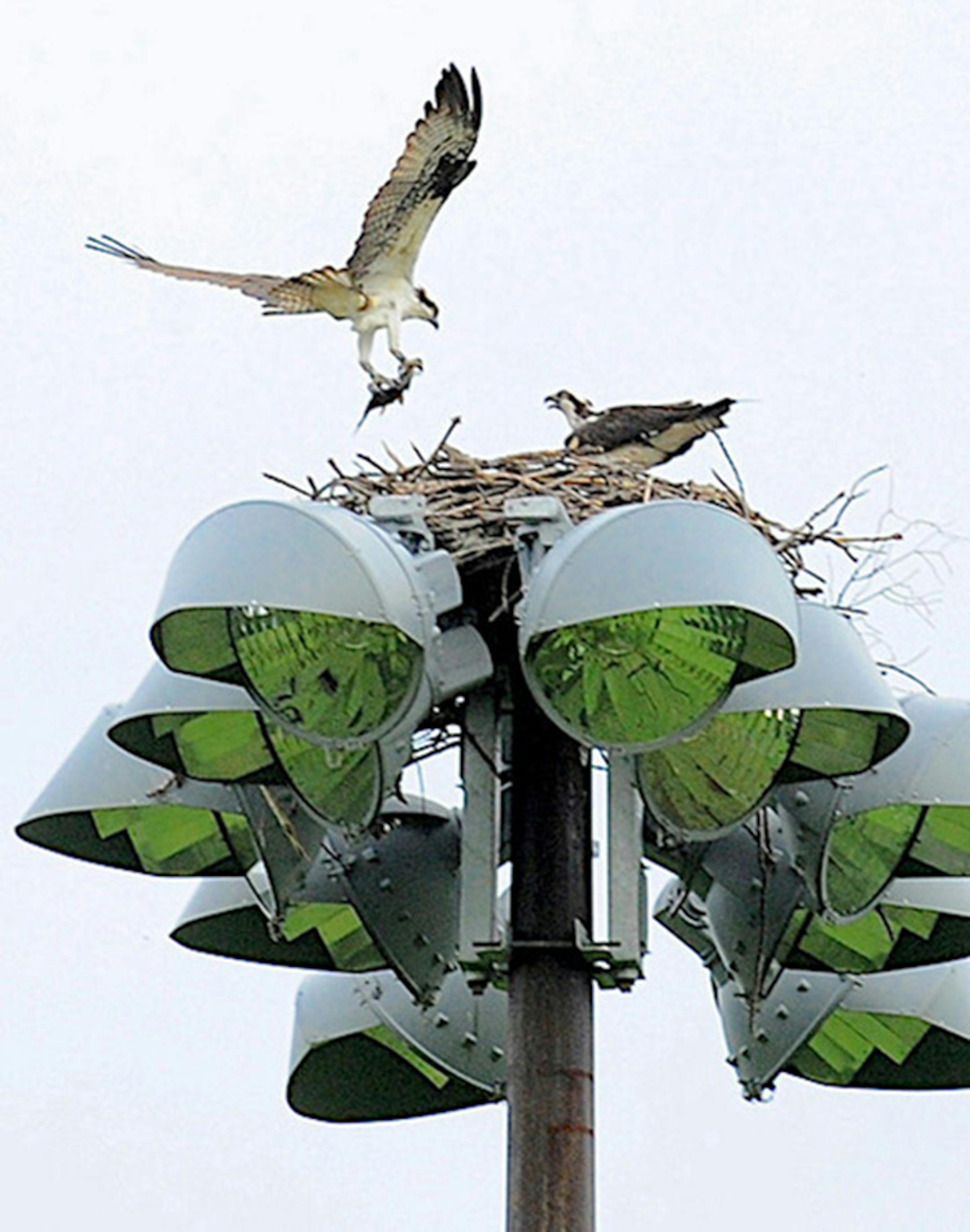 And osprey clutching a fish flies up to its mate in their nest atop ball field light towers.