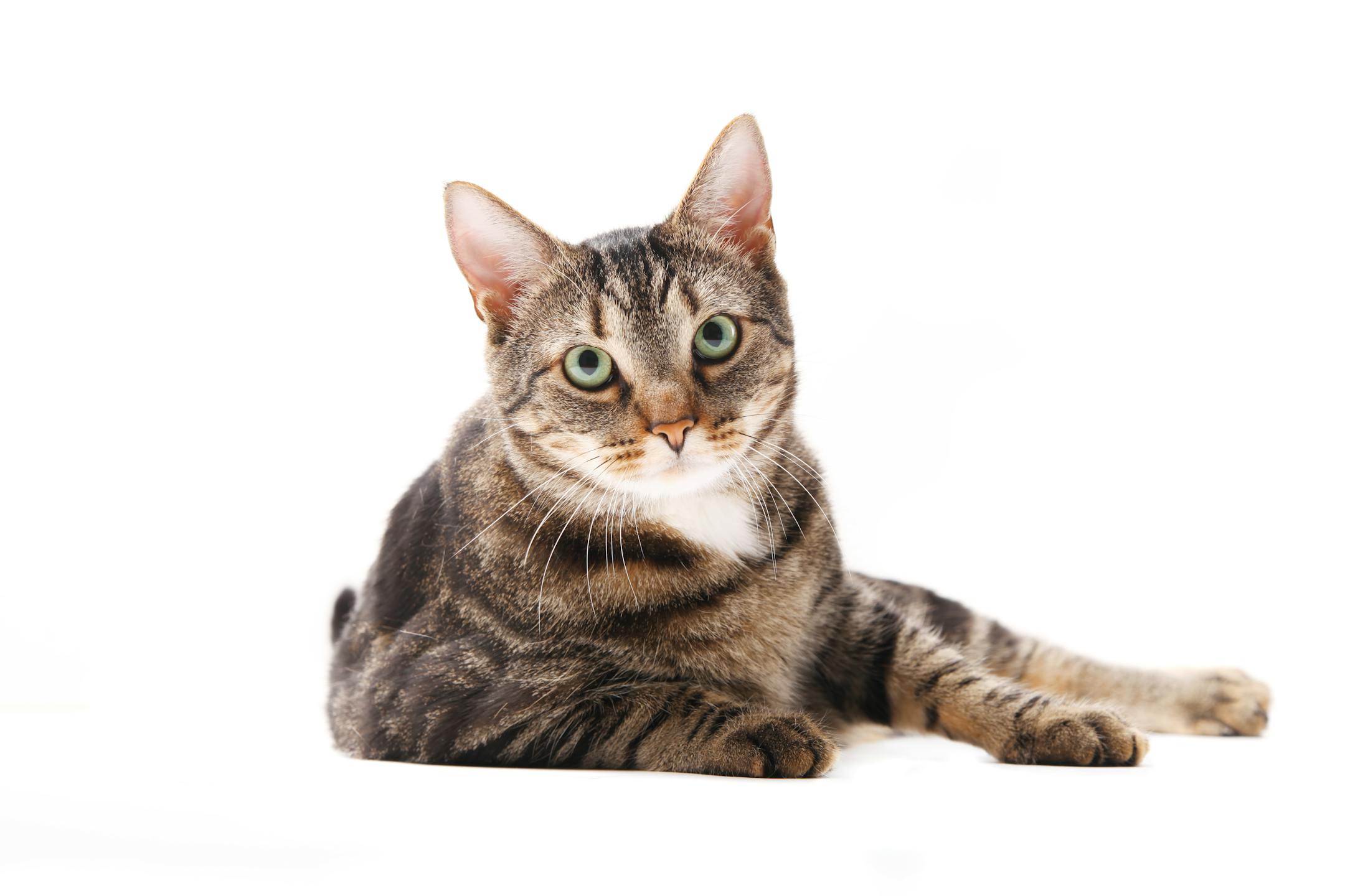 If your cat brings you a "treat," be polite.