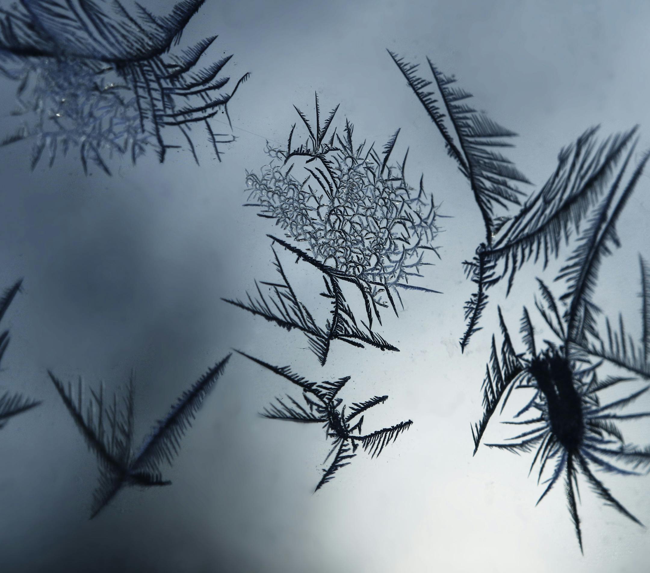 On a day when most people hunkered down inside to avoid the bitter cold, forced to observe the world from their TV or frost covered window, the delicate patterns created forms remminicent of summer, like this warm sunrise breaking the horizon, a swarm of hummingbirds or forest of evergreens. ] BRIAN PETERSON â€¢ brianp@startribune.com Burnsville, MN 01/06/2013