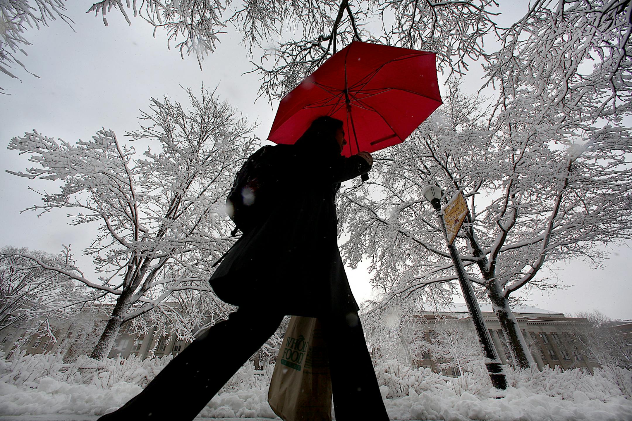 A blanket of wet, heavy snow covered trees, grass and sidewalks at the University of Minnesota, including the Mall area where students walked between classes.