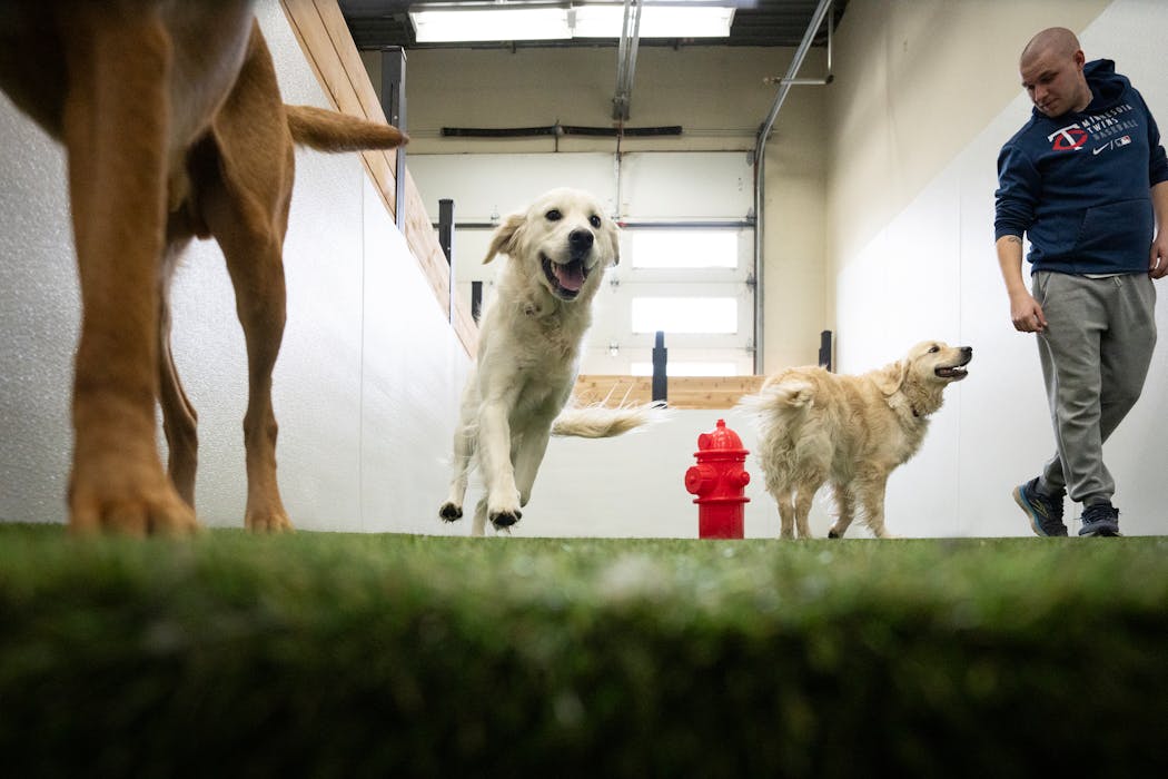 Dog trainer Karleton Moeller-Reed visited the potty room with a group of golden retrievers inside Adventure in Barking.