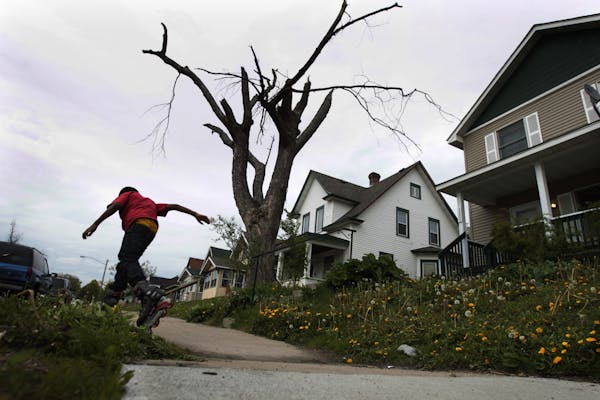 A young boy roller bladed past a damaged tree in the 3000 block of Logan avenue north, a year after a tornado struck north Minneapolis.