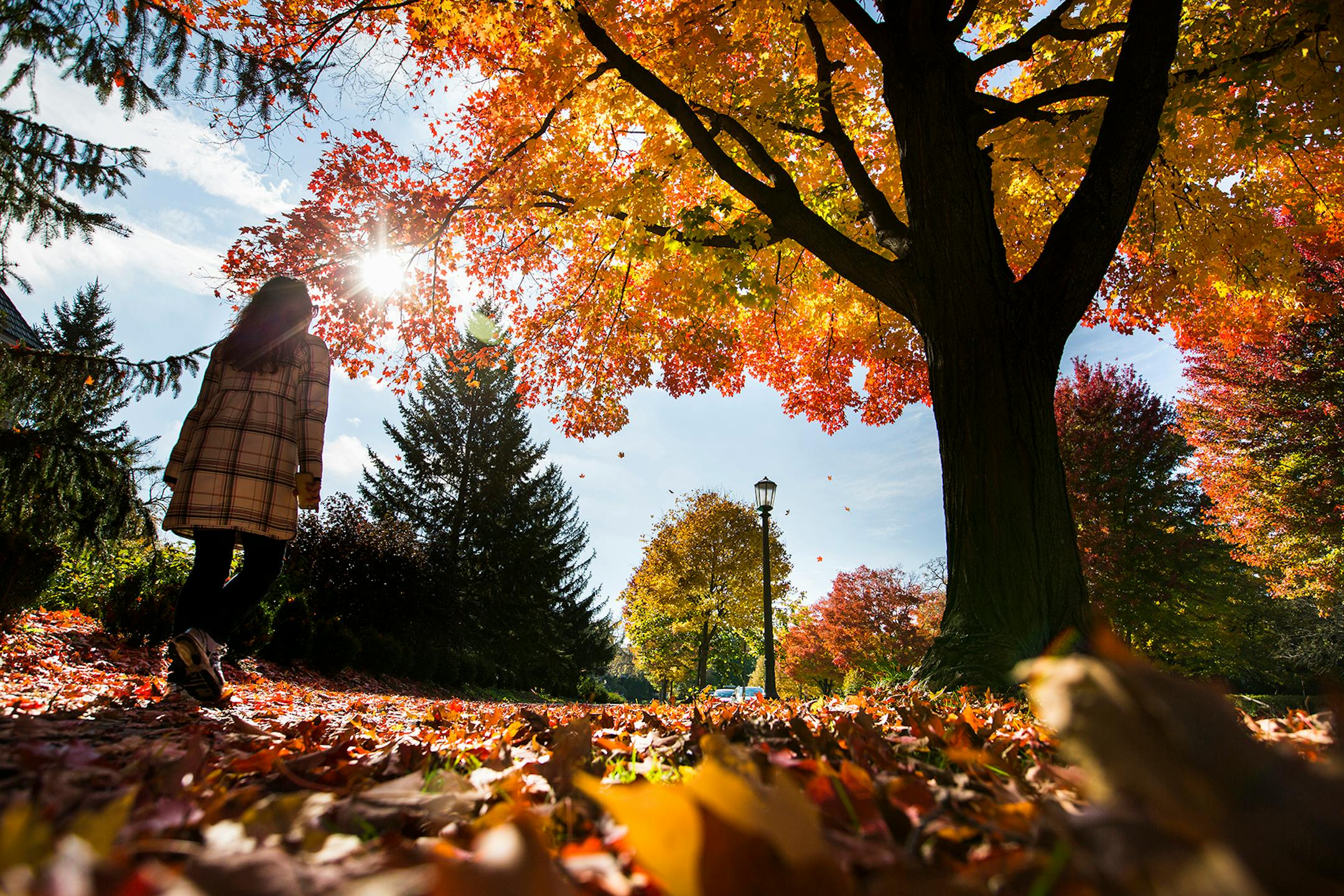 A maple tree ablaze in fall colors lights the path for a pedestrian strolling on Summit Avenue in St. Paul. ] (Leila Navidi/Star Tribune) leila.navidi@startribune.com BACKGROUND INFORMATION: The fall colors on Summit Avenue in St. Paul on Wednesday, October 19, 2106.